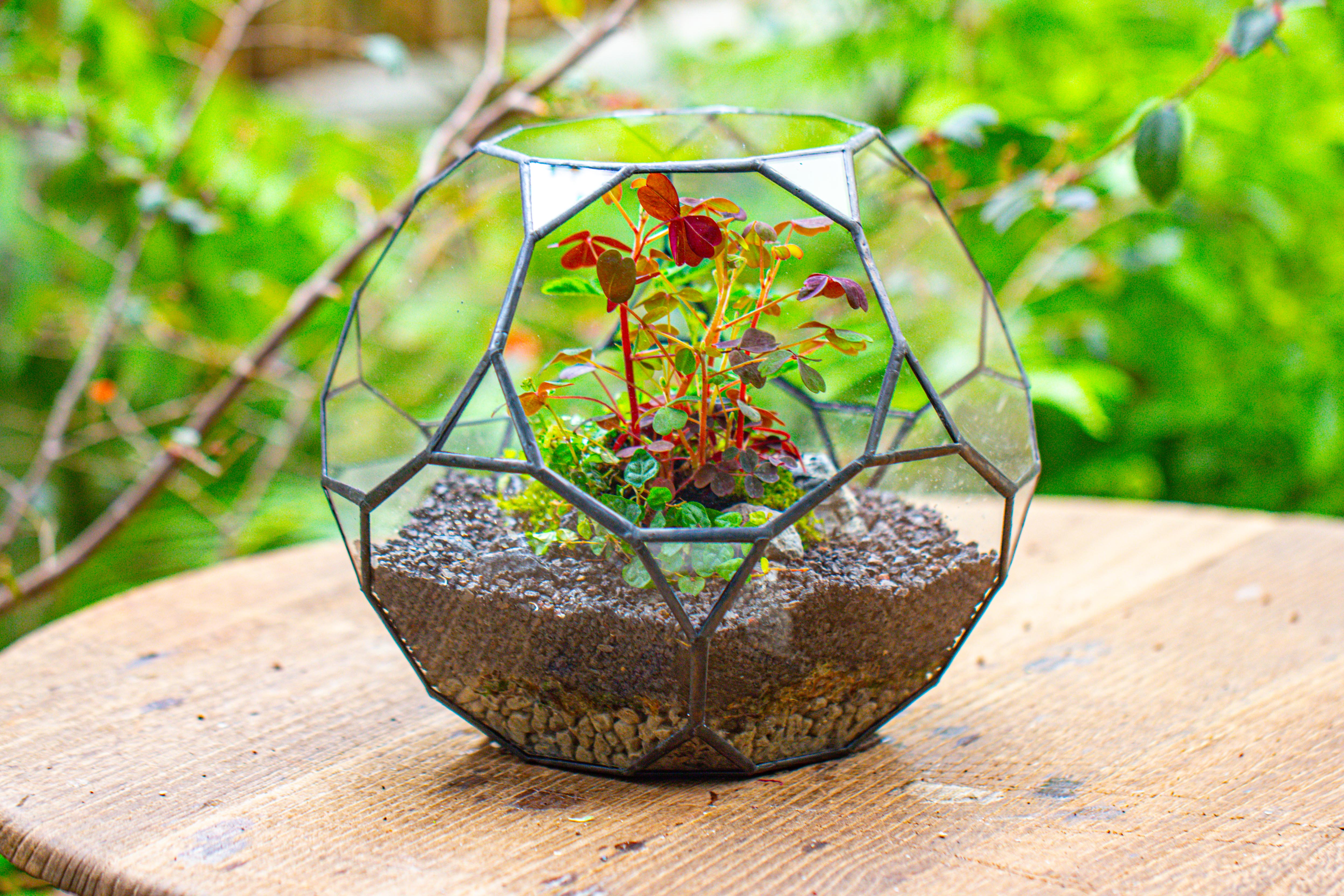 Glass Geometric Terrarium, 32 face , Open, Truncated Dodecahedron - NCYPgarden
