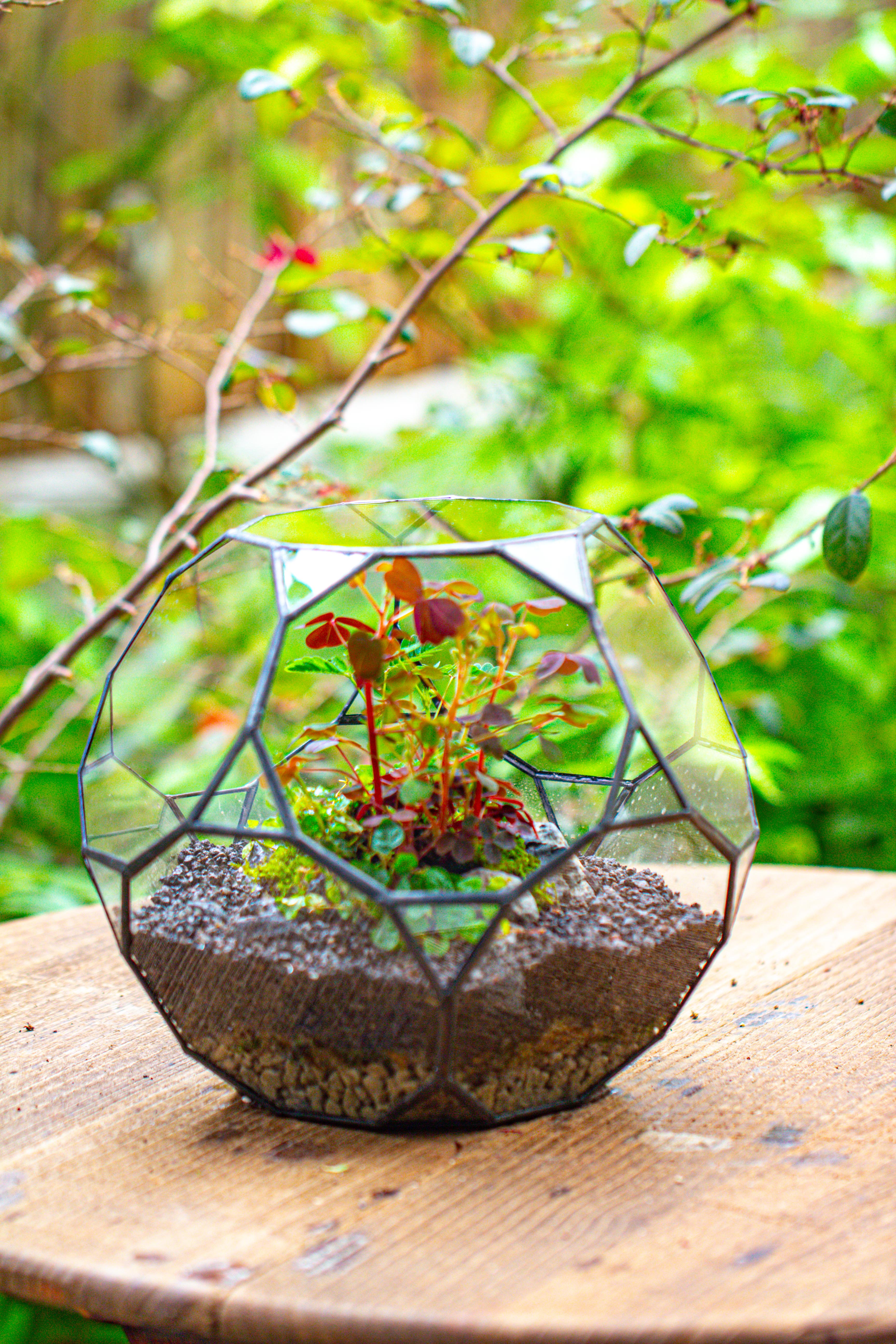 Glass Geometric Terrarium, 32 face , Open, Truncated Dodecahedron - NCYPgarden
