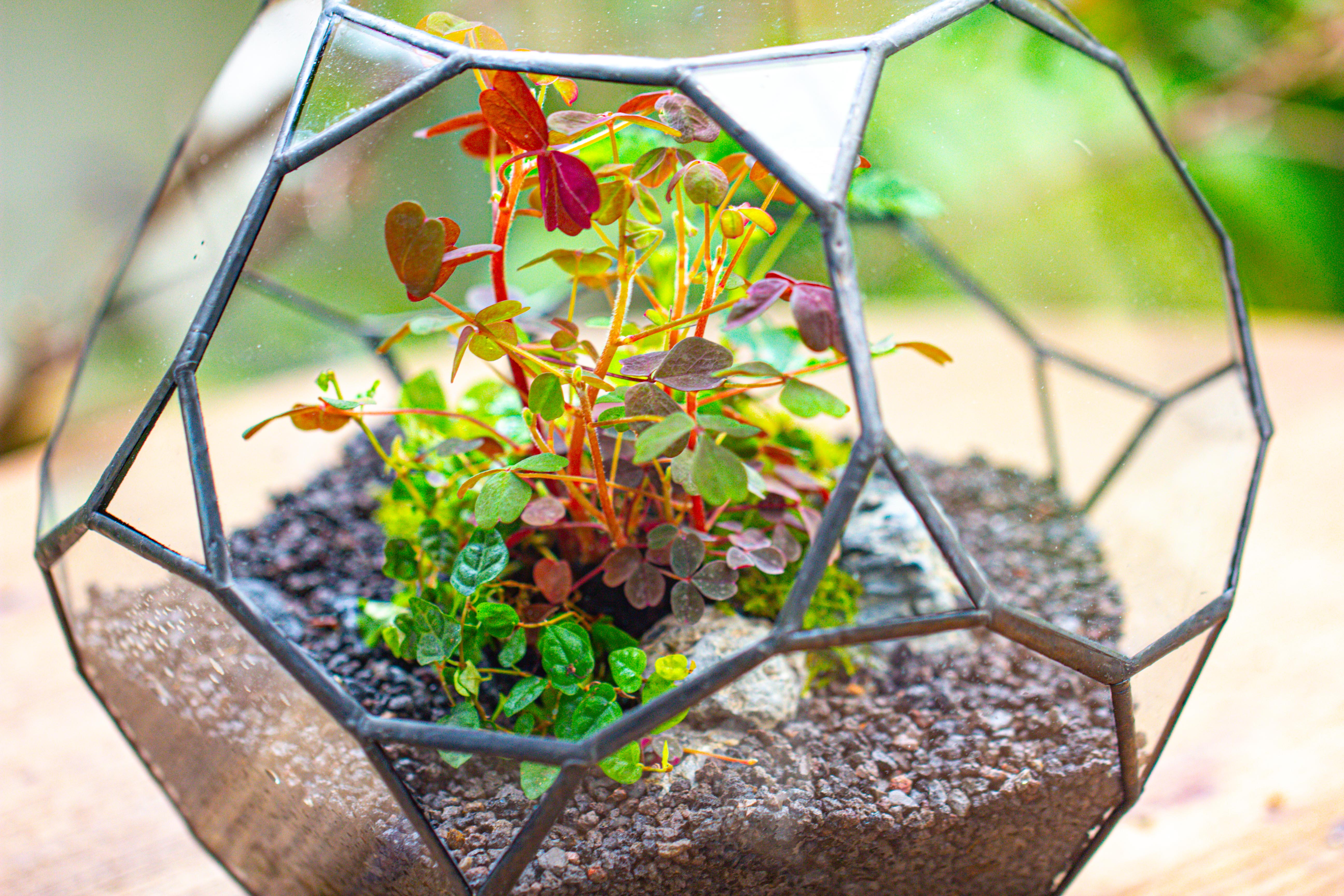 Glass Geometric Terrarium, 32 face , Open, Truncated Dodecahedron - NCYPgarden