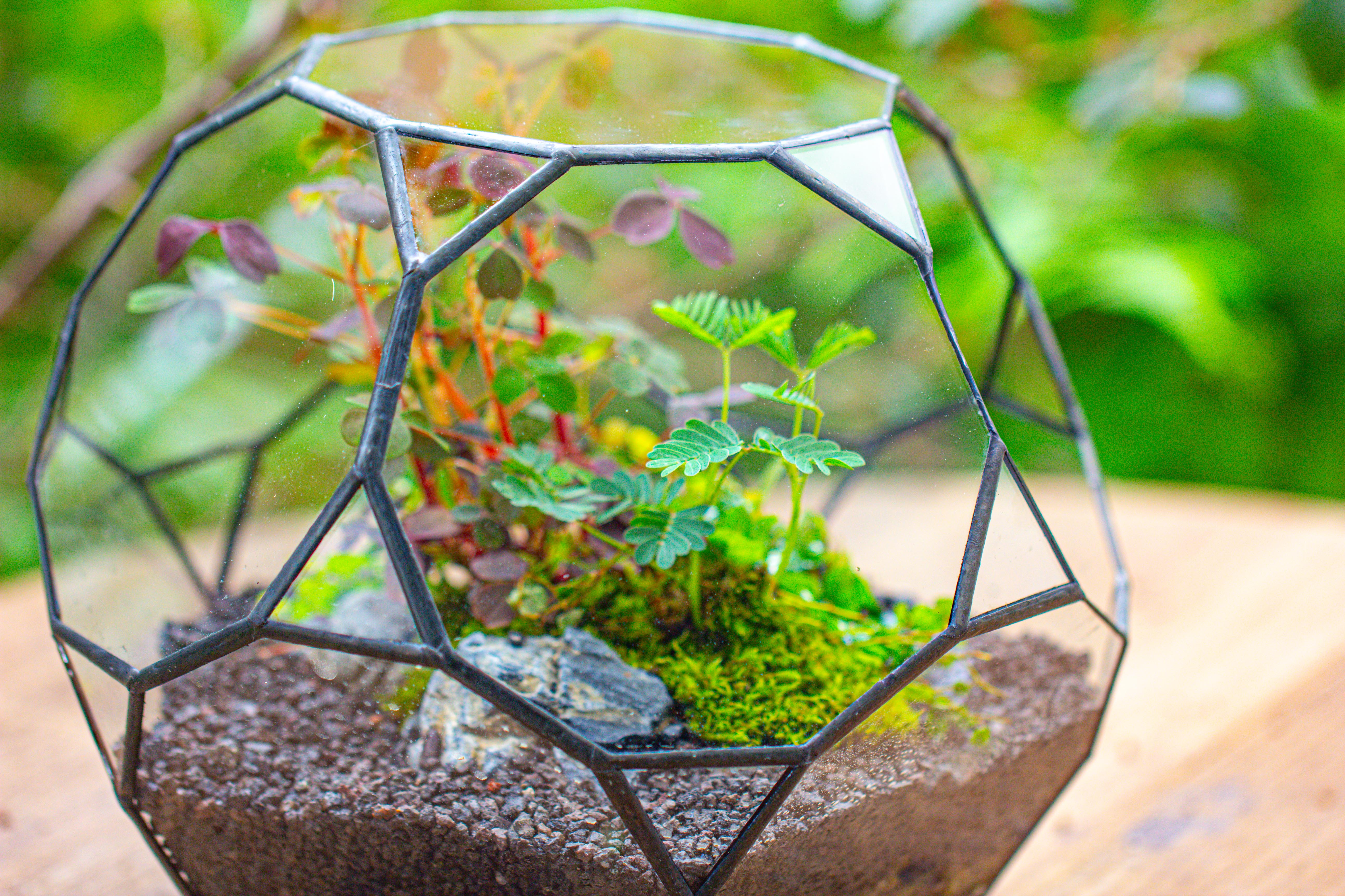 Glass Geometric Terrarium, 32 face , Open, Truncated Dodecahedron - NCYPgarden