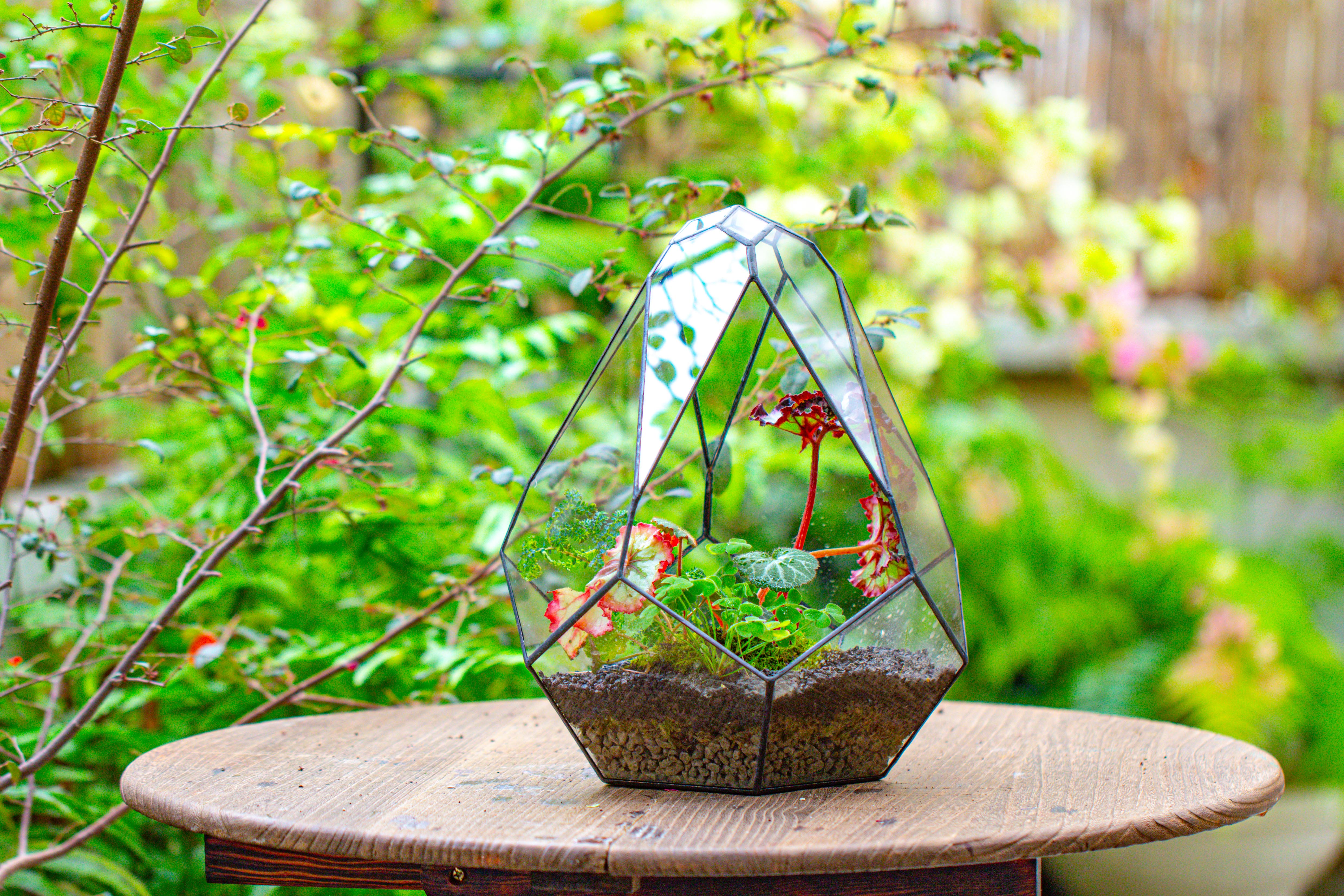 13" Large Teardrop Geometric Terrarium, Open - NCYPgarden