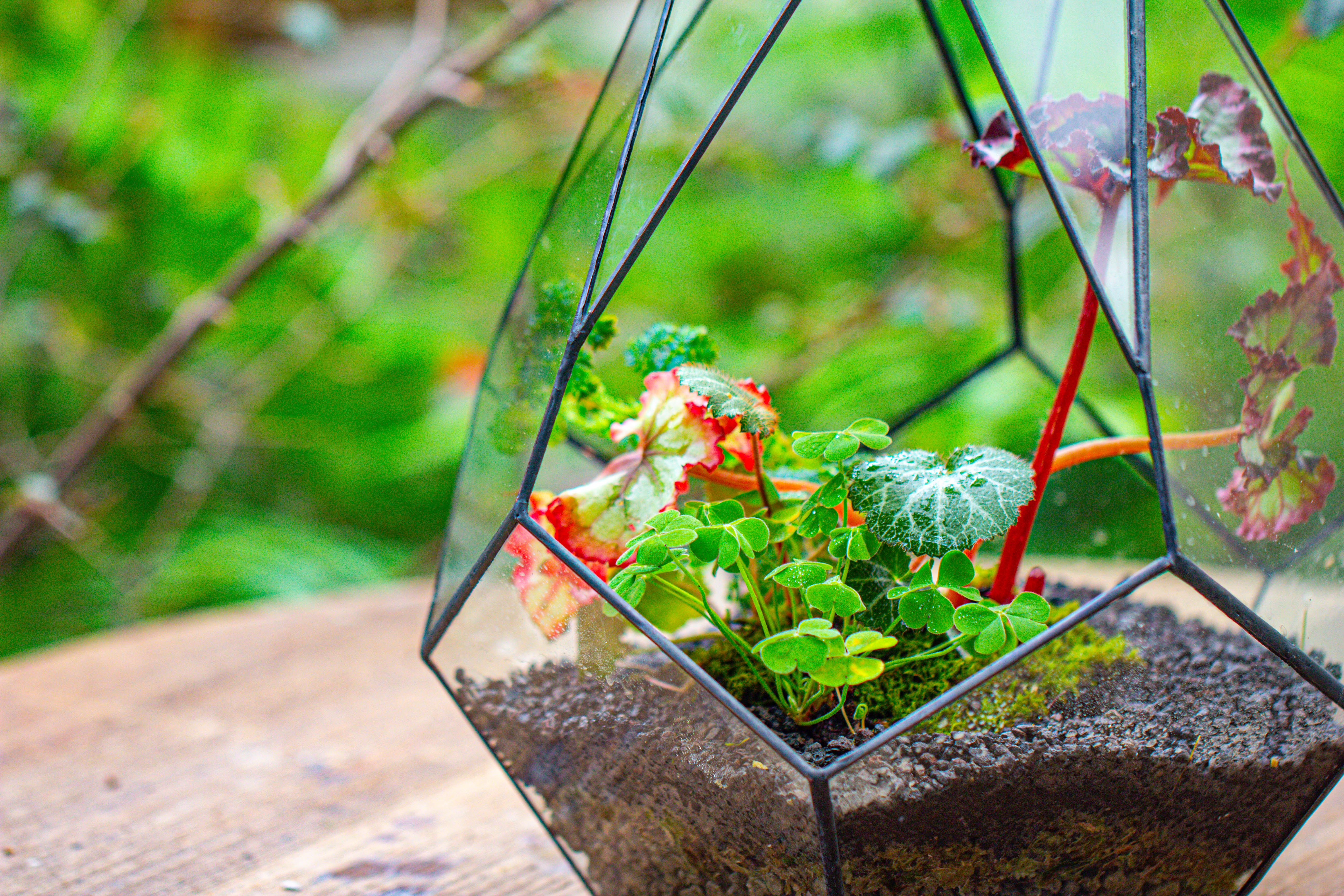 13" Large Teardrop Geometric Terrarium, Open - NCYPgarden