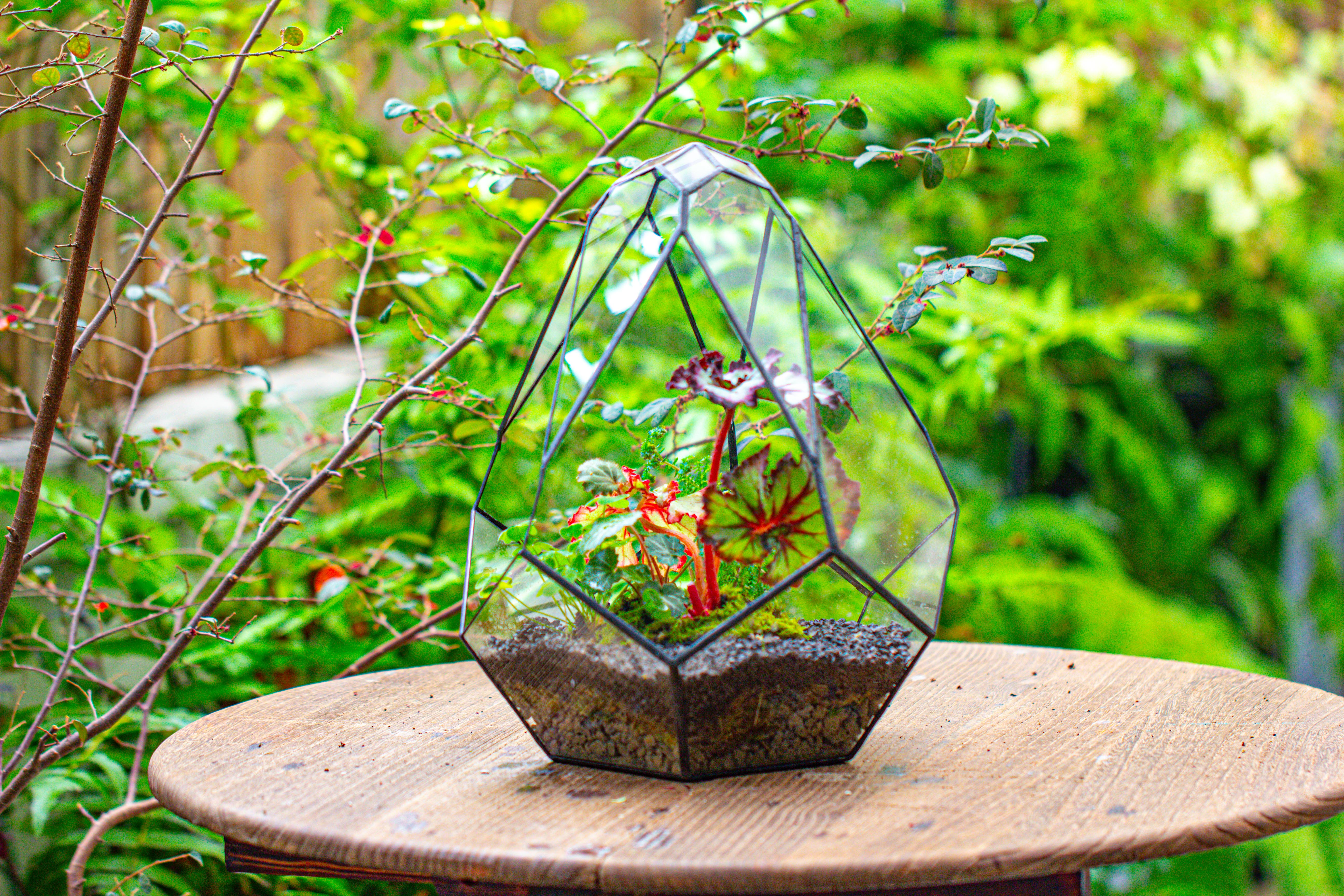 13" Large Teardrop Geometric Terrarium, Open - NCYPgarden