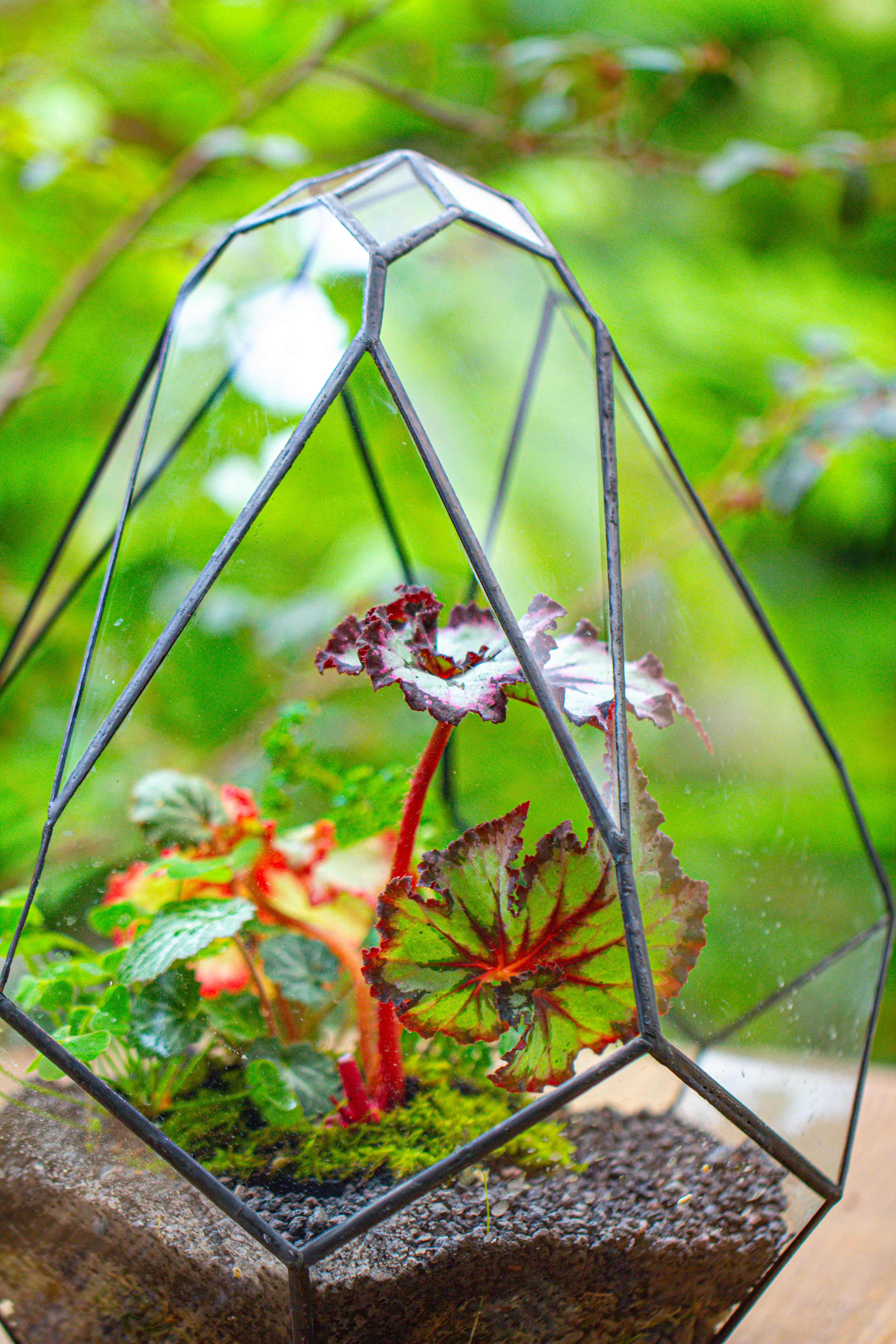 13" Large Teardrop Geometric Terrarium, Open - NCYPgarden