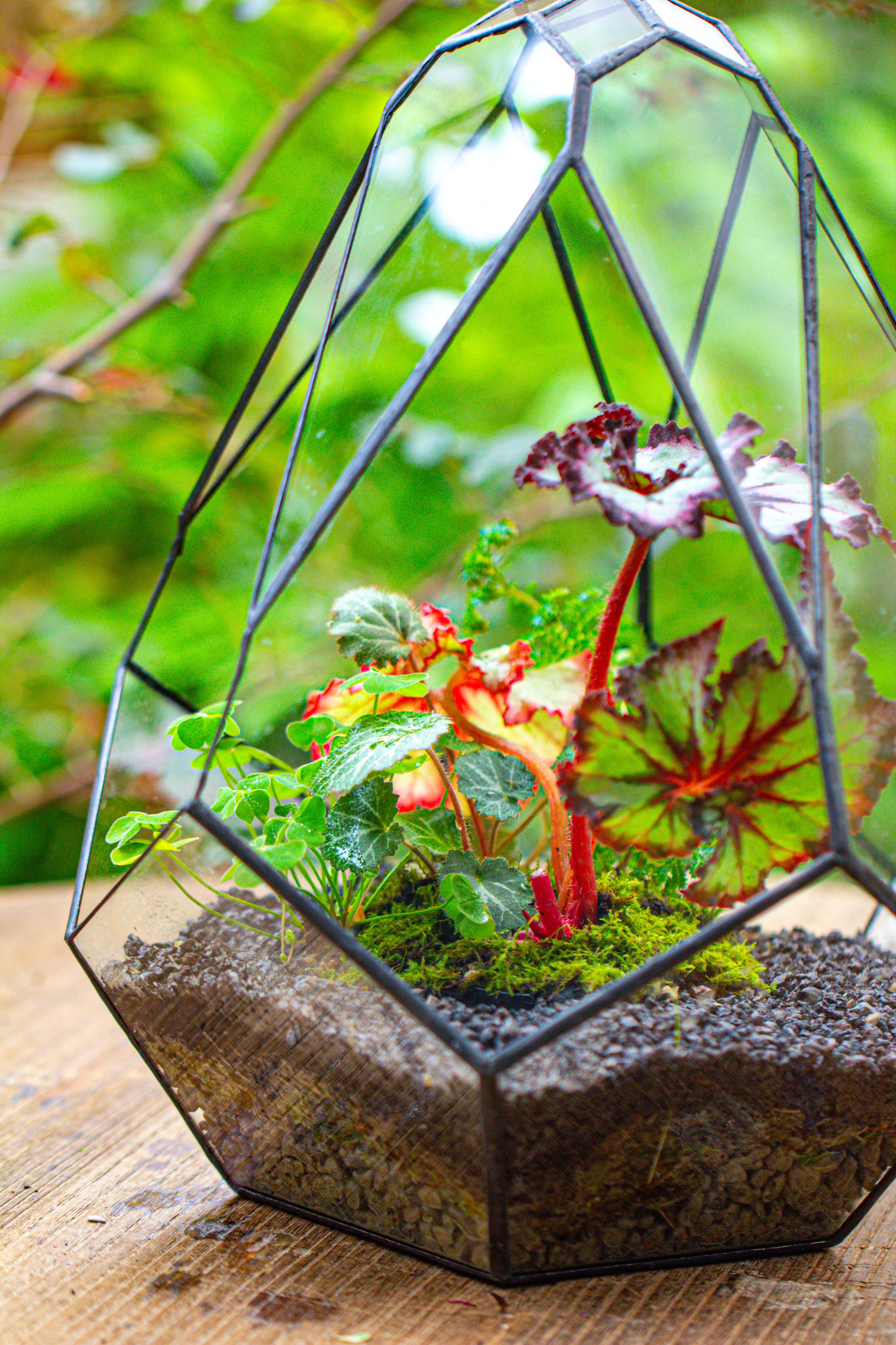 13" Large Teardrop Geometric Terrarium, Open - NCYPgarden