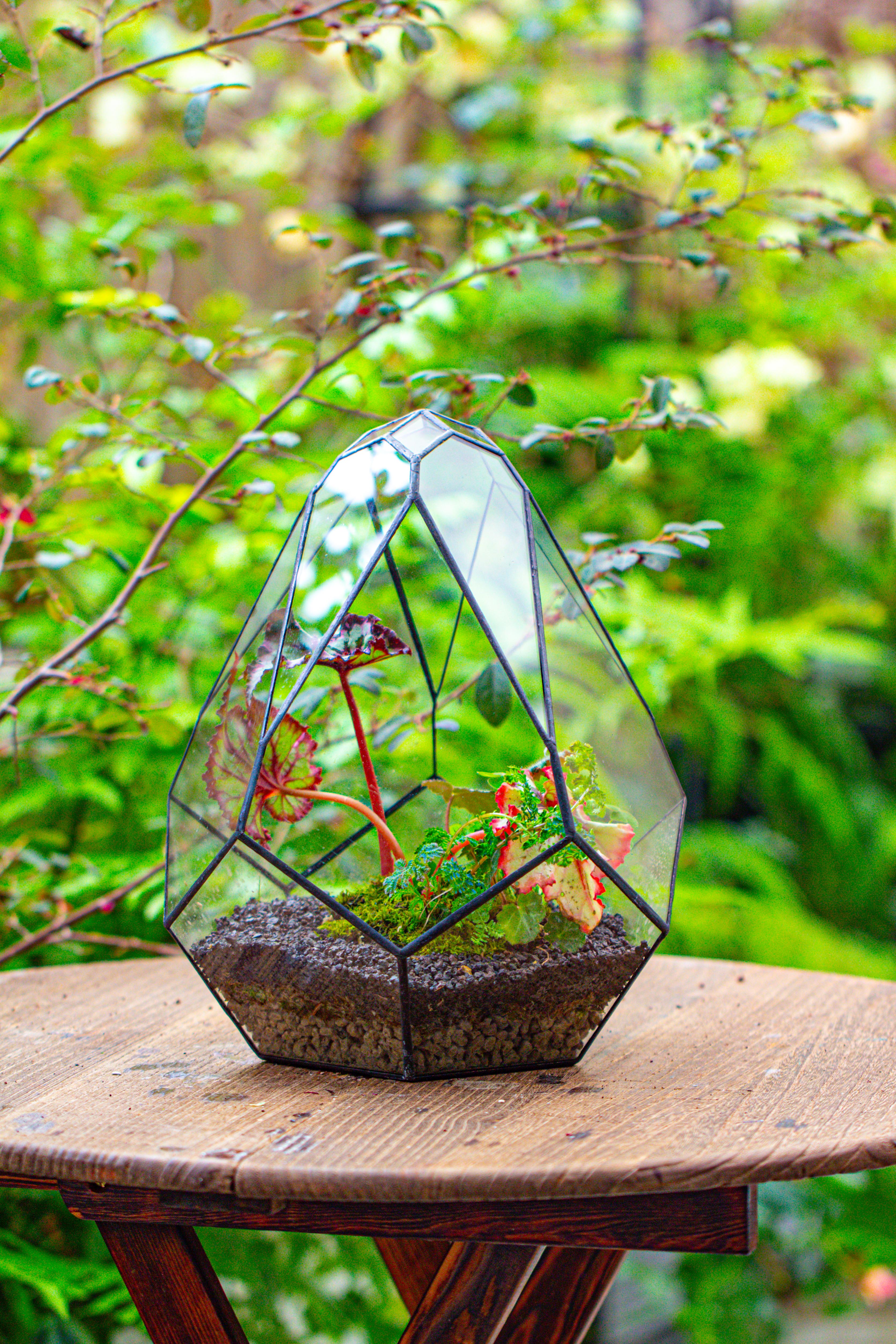 13" Large Teardrop Geometric Terrarium, Open - NCYPgarden