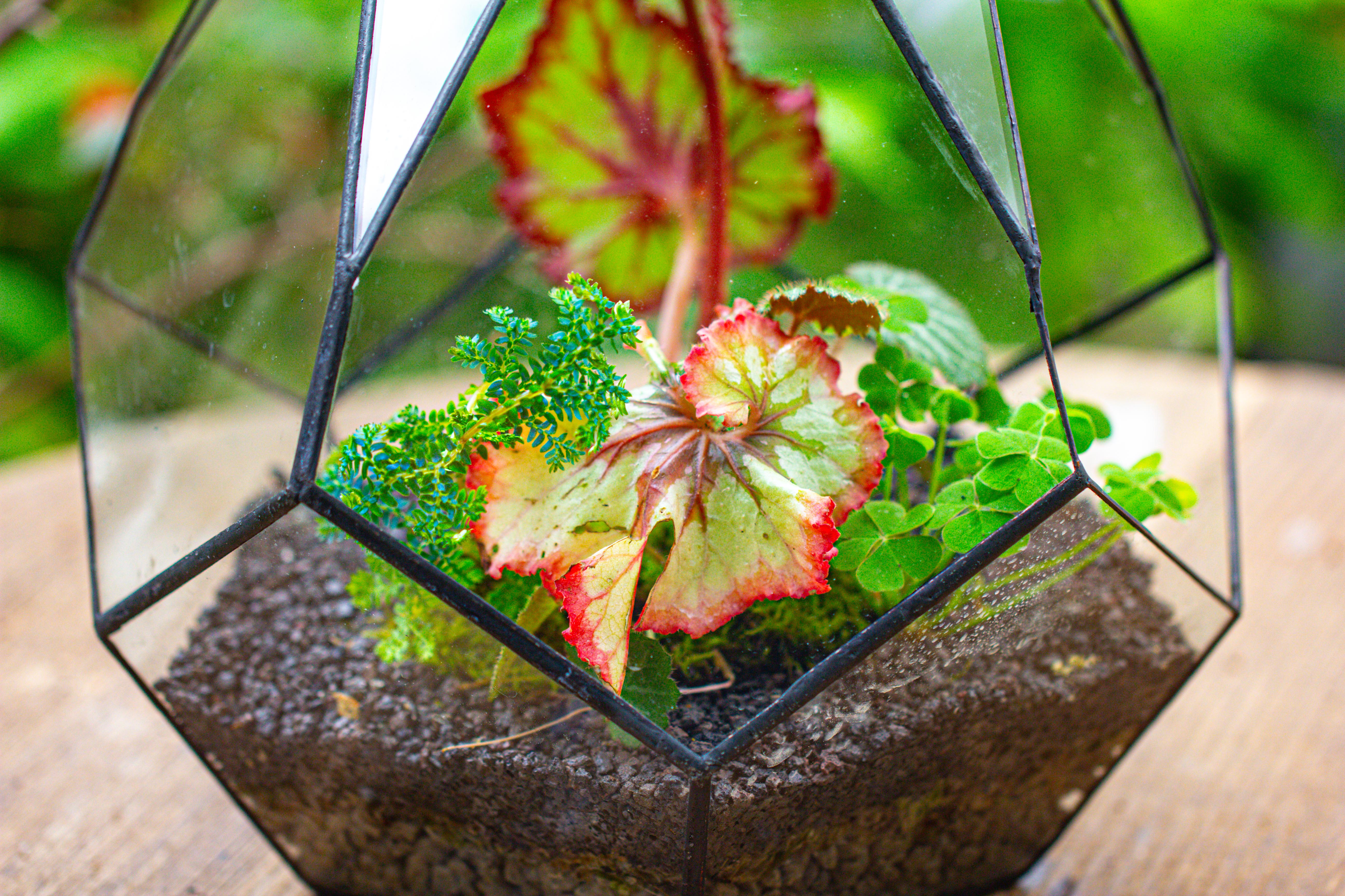 13" Large Teardrop Geometric Terrarium, Open - NCYPgarden