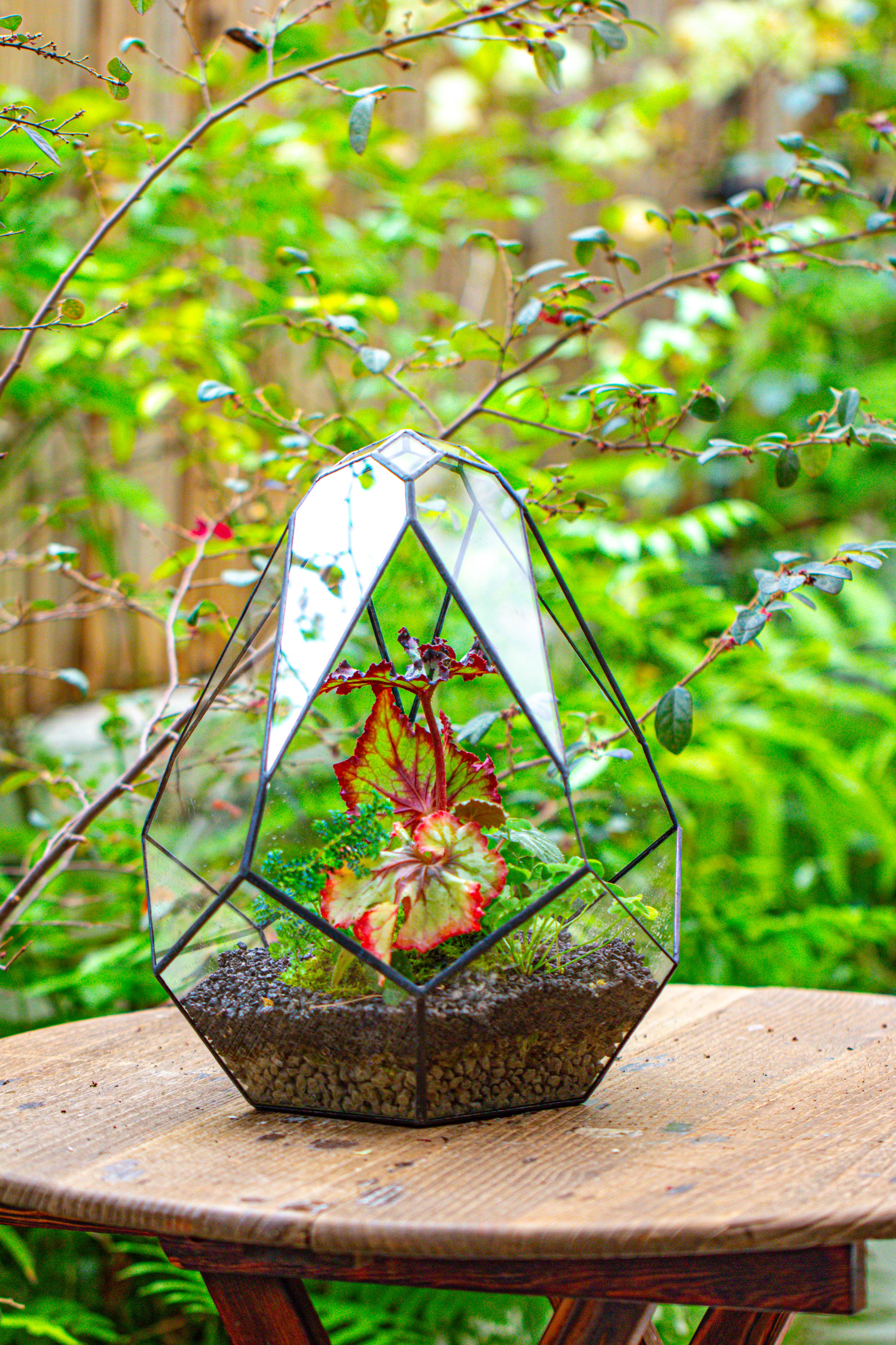 13" Large Teardrop Geometric Terrarium, Open - NCYPgarden