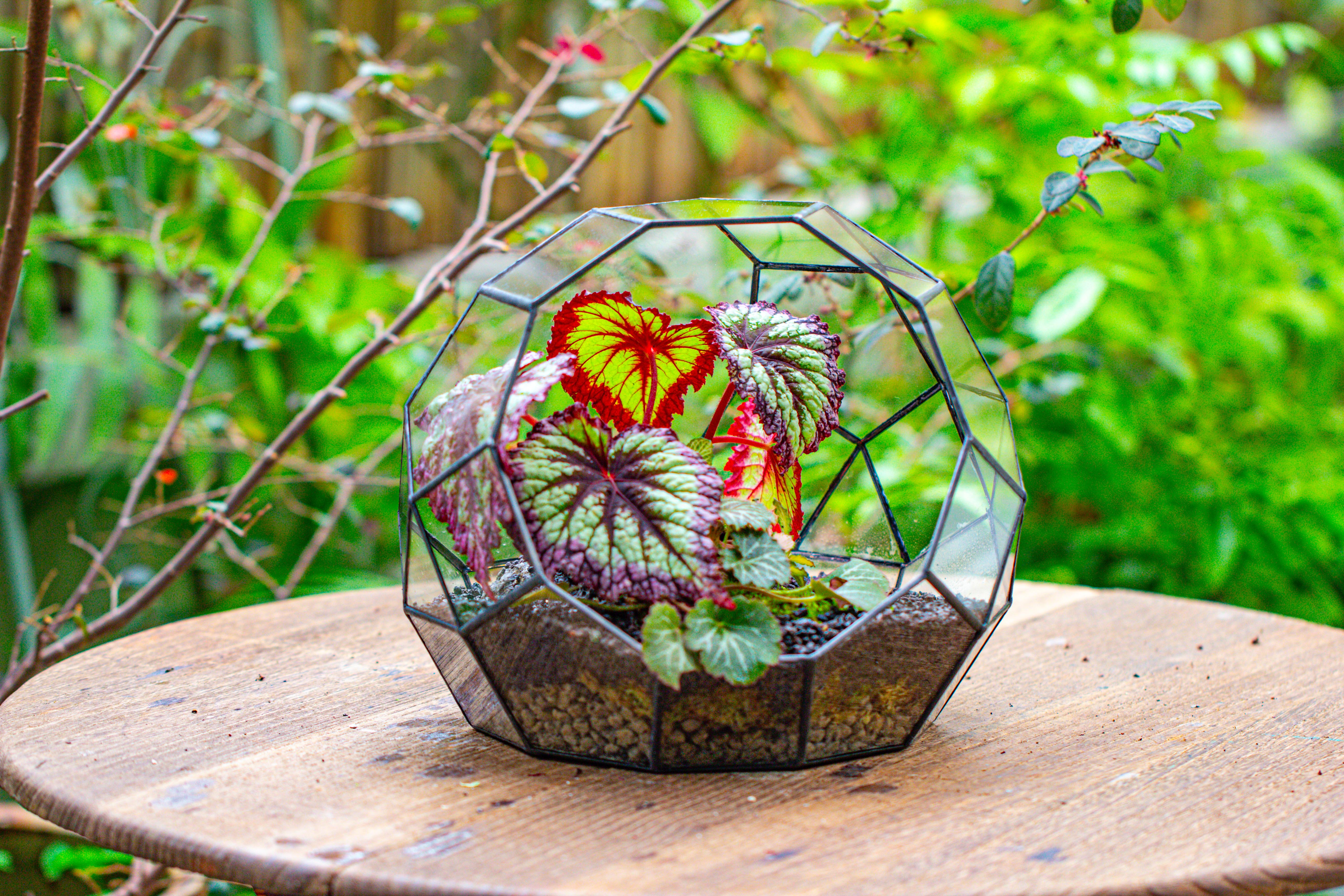 Glass Geometric Moon Terrarium,  Open - NCYPgarden