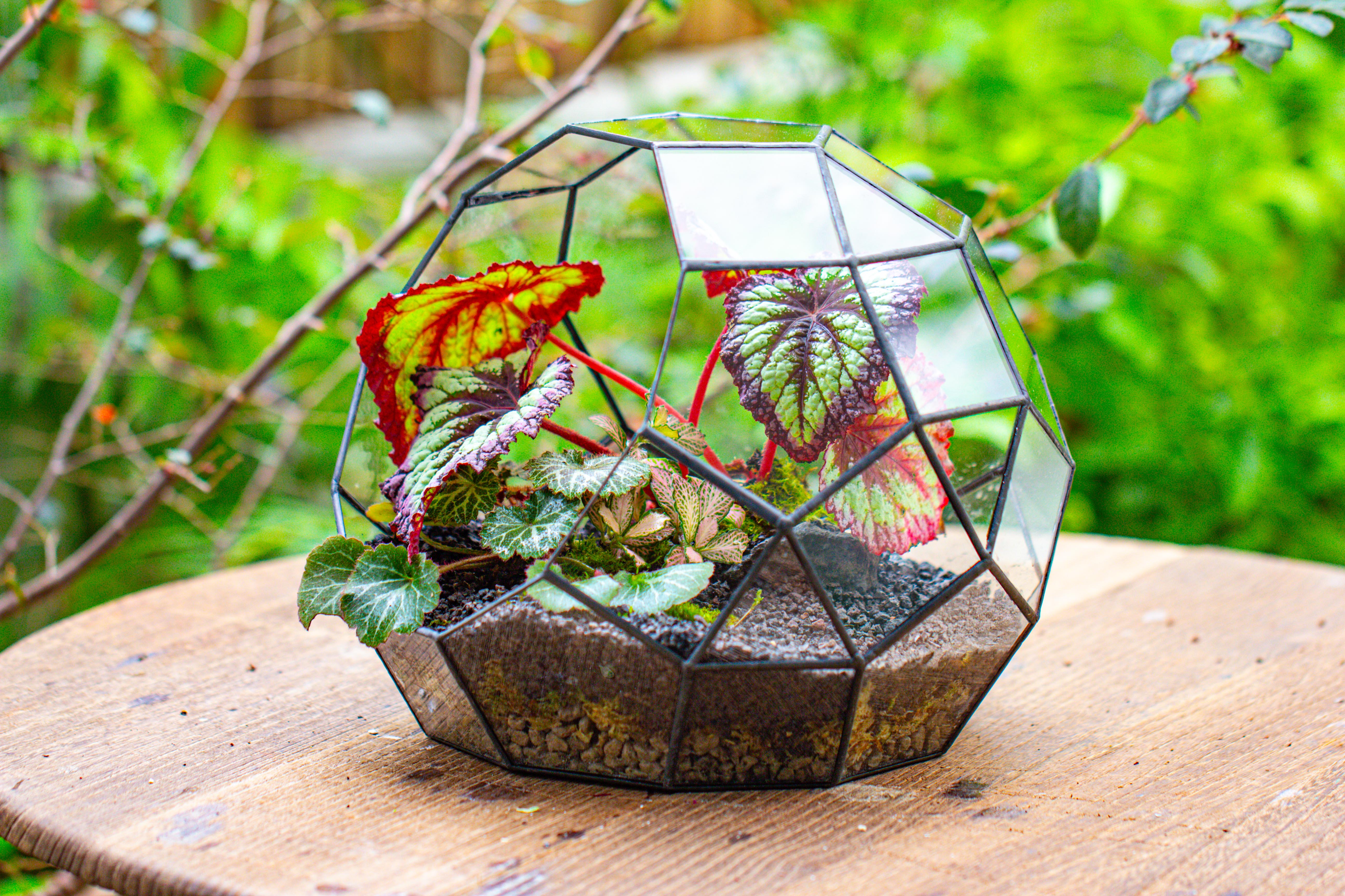 Glass Geometric Moon Terrarium,  Open - NCYPgarden