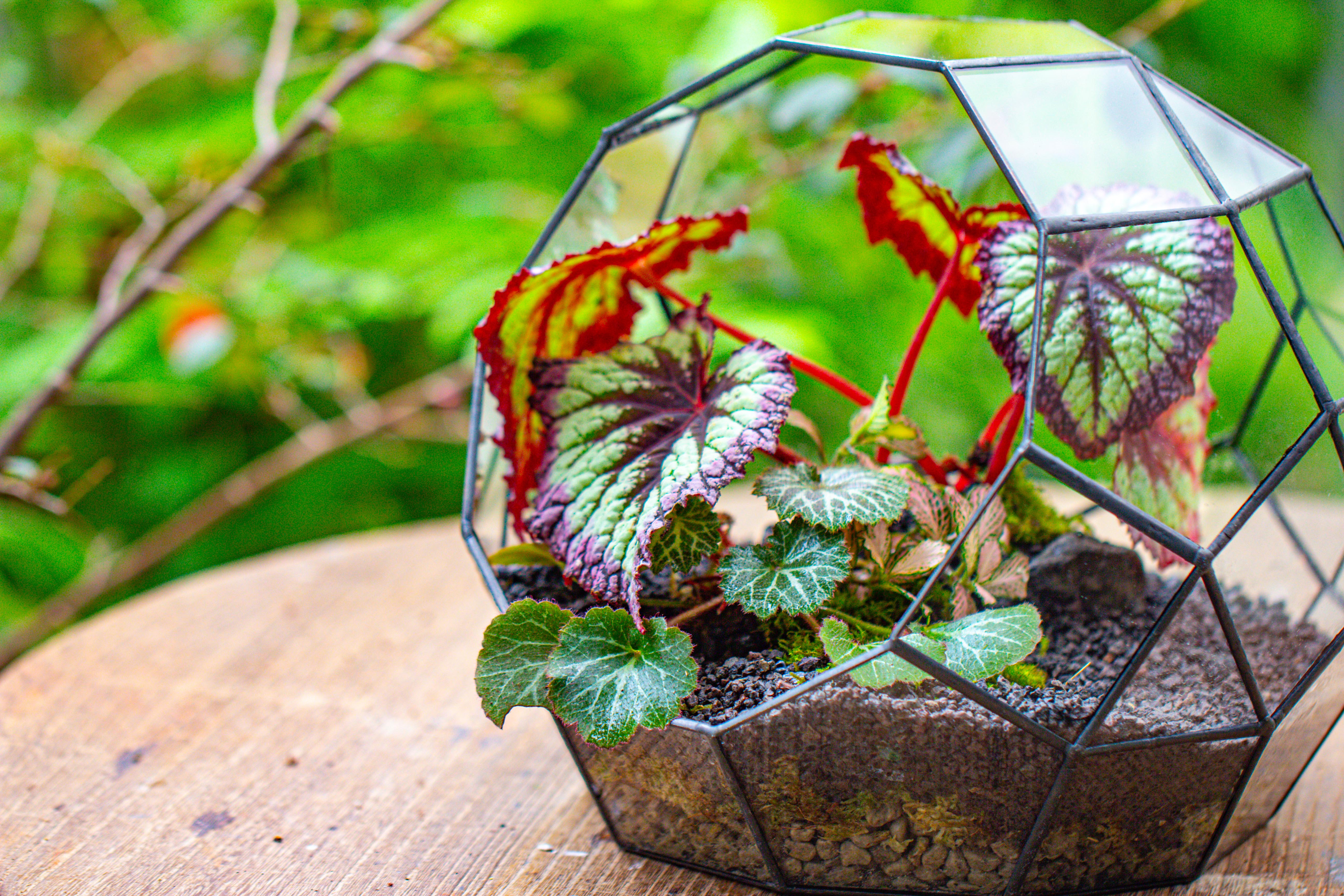 Glass Geometric Moon Terrarium,  Open - NCYPgarden