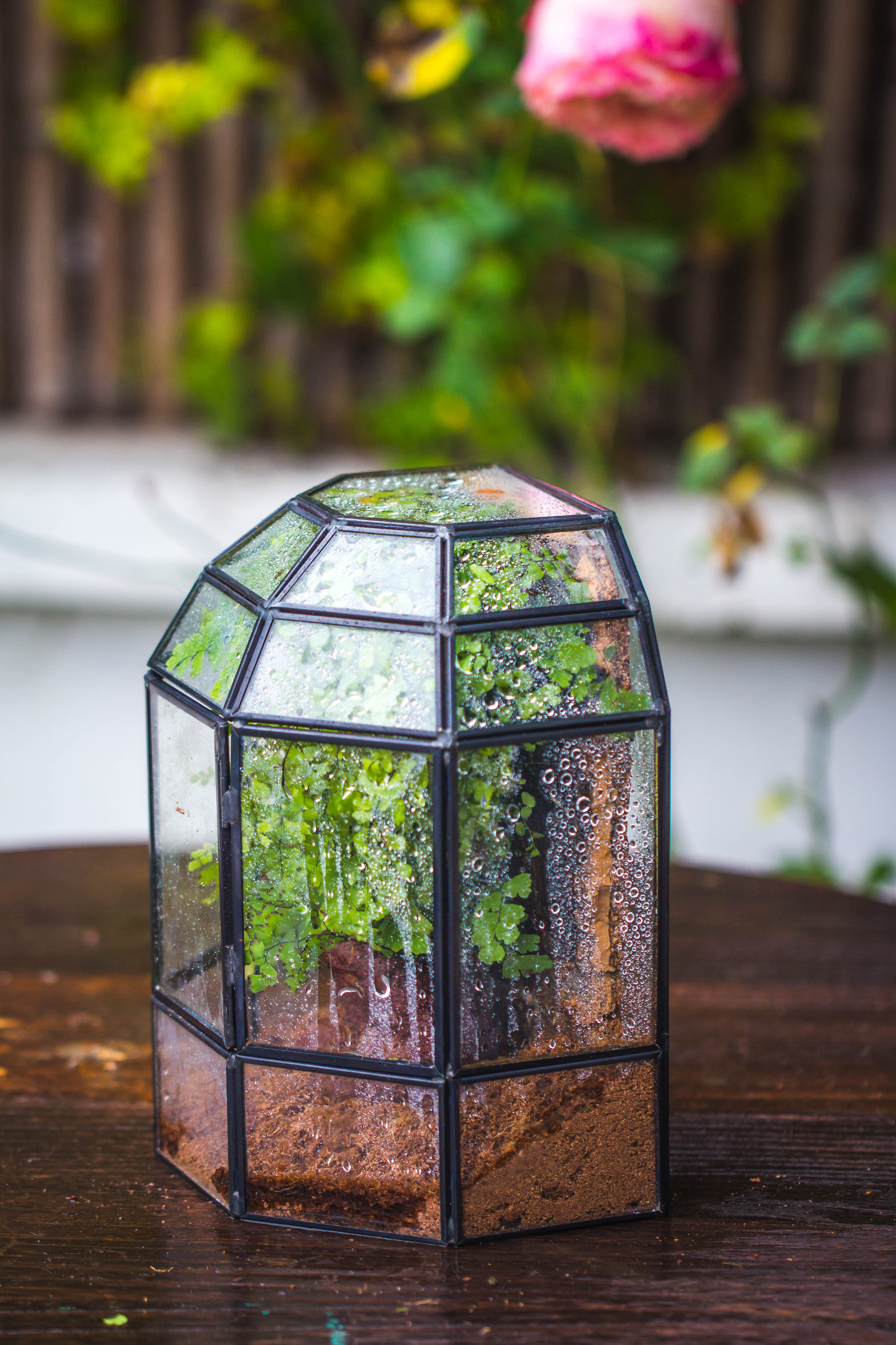 NCYP Half Dome Geometric Glass Terrarium Round, Closed Succulents Planter Pot Miniature Landscape Bonsai Container - NCYPgarden