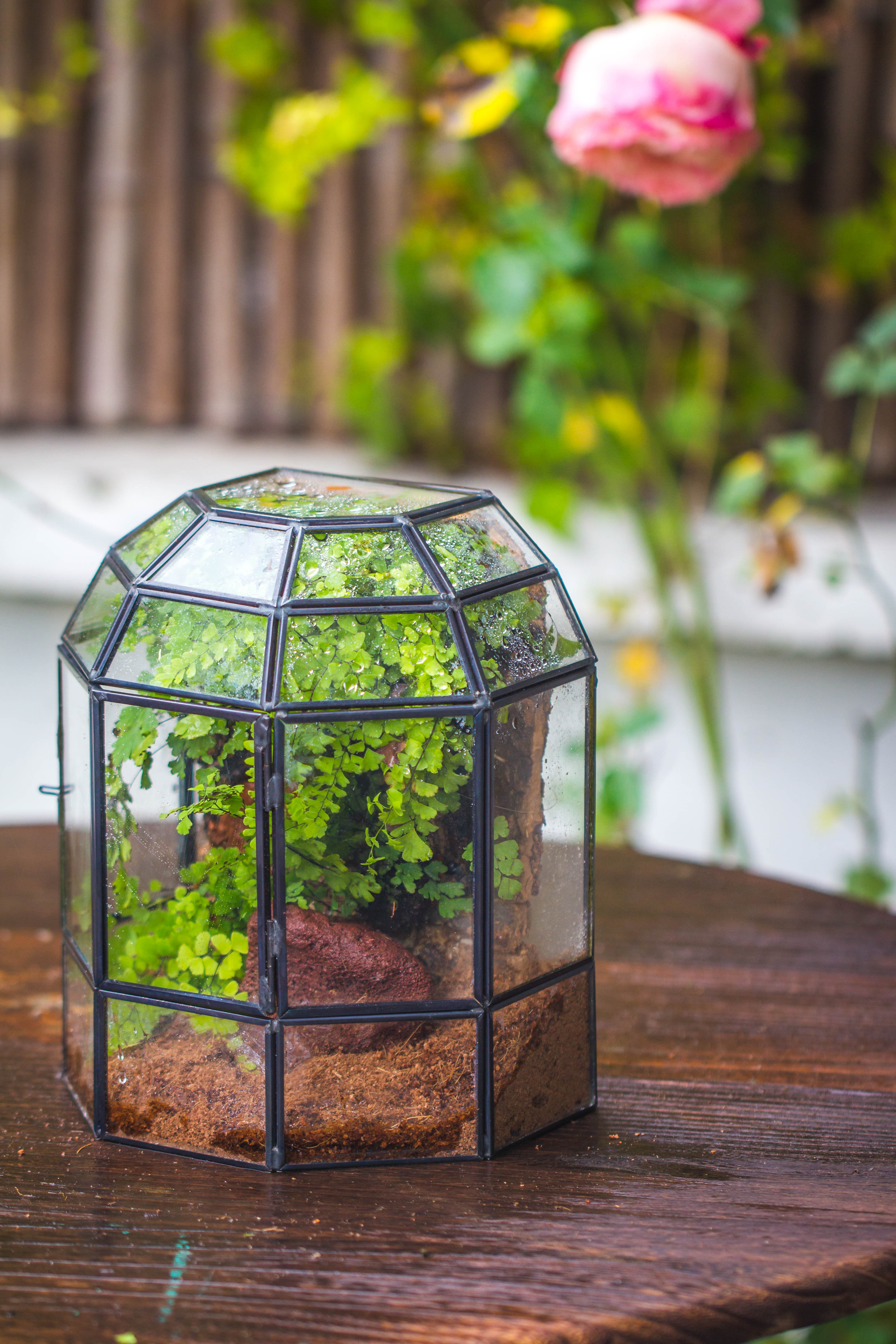 NCYP Half Dome Geometric Glass Terrarium Round, Closed Succulents Planter Pot Miniature Landscape Bonsai Container - NCYPgarden