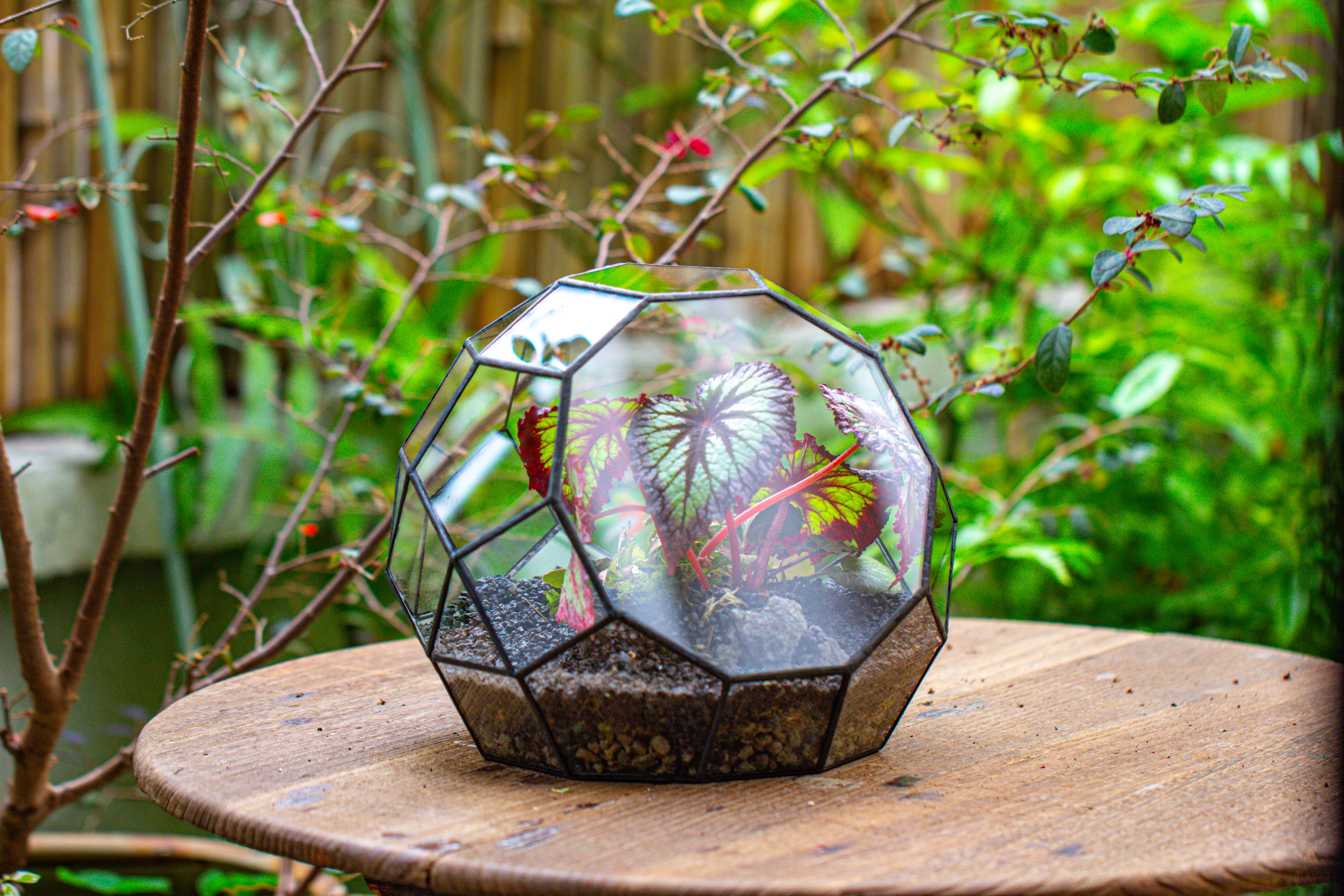 Glass Geometric Moon Terrarium,  Open - NCYPgarden