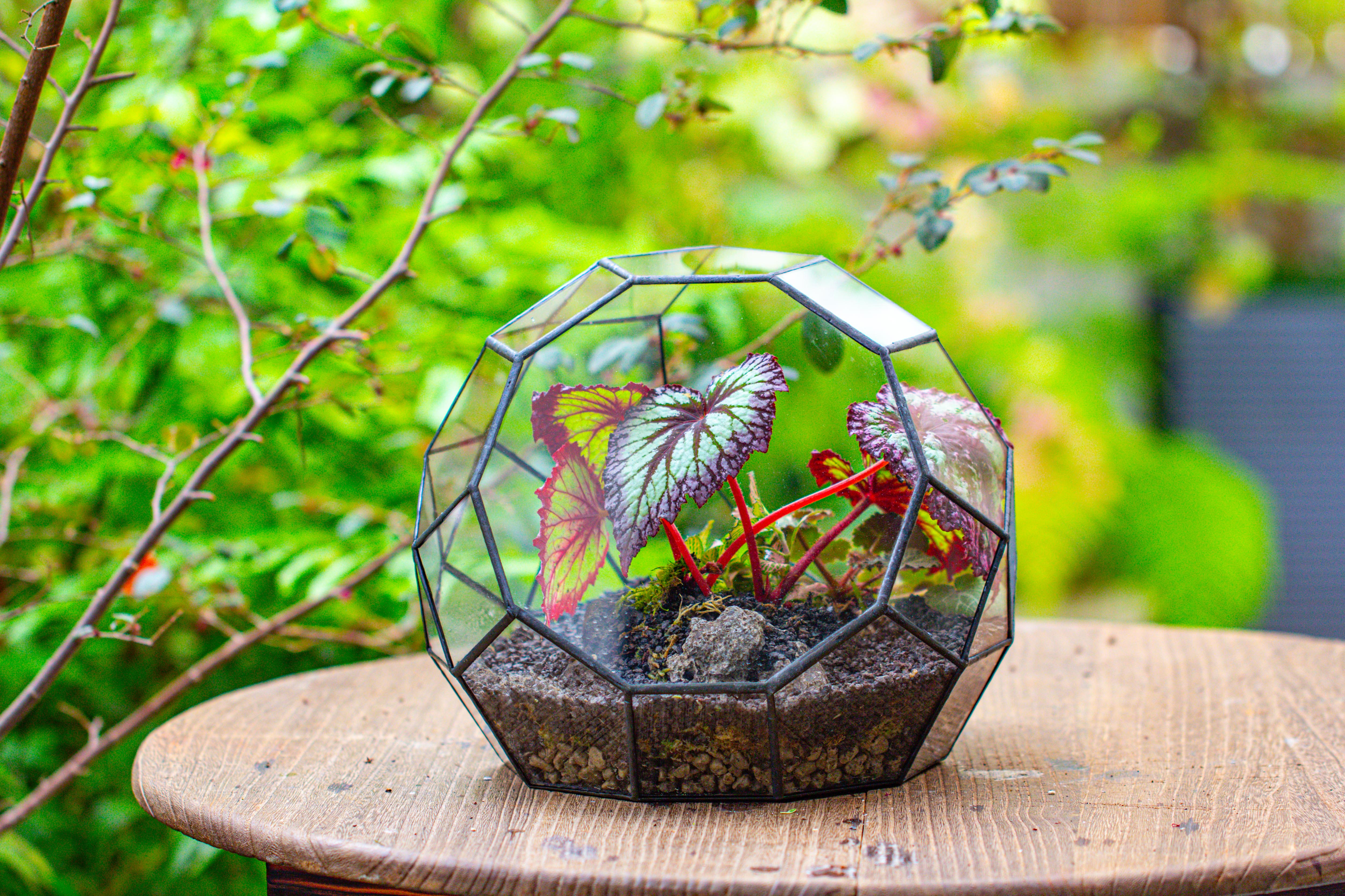 Glass Geometric Moon Terrarium,  Open - NCYPgarden