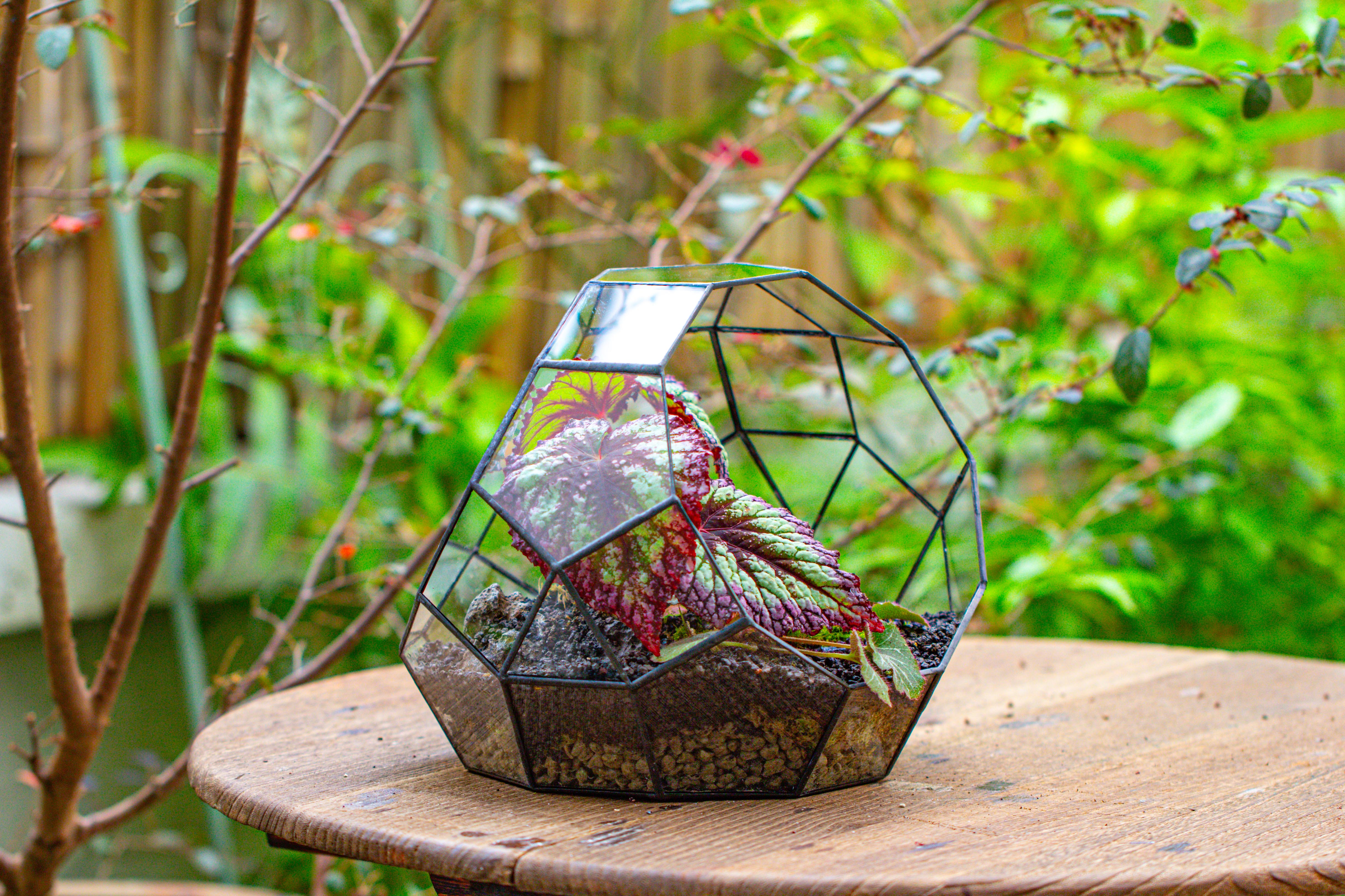 Glass Geometric Moon Terrarium,  Open - NCYPgarden