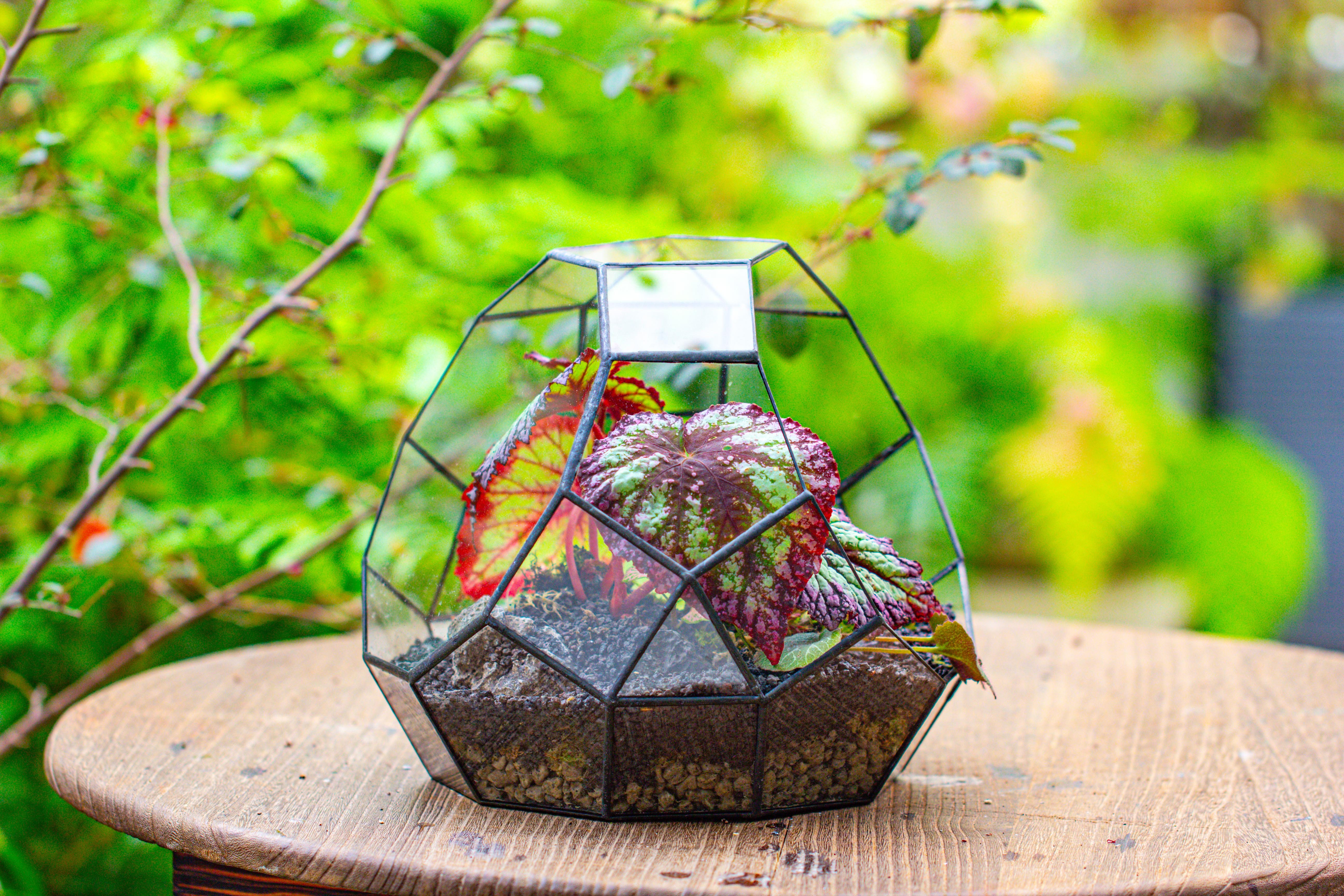 Glass Geometric Moon Terrarium,  Open - NCYPgarden
