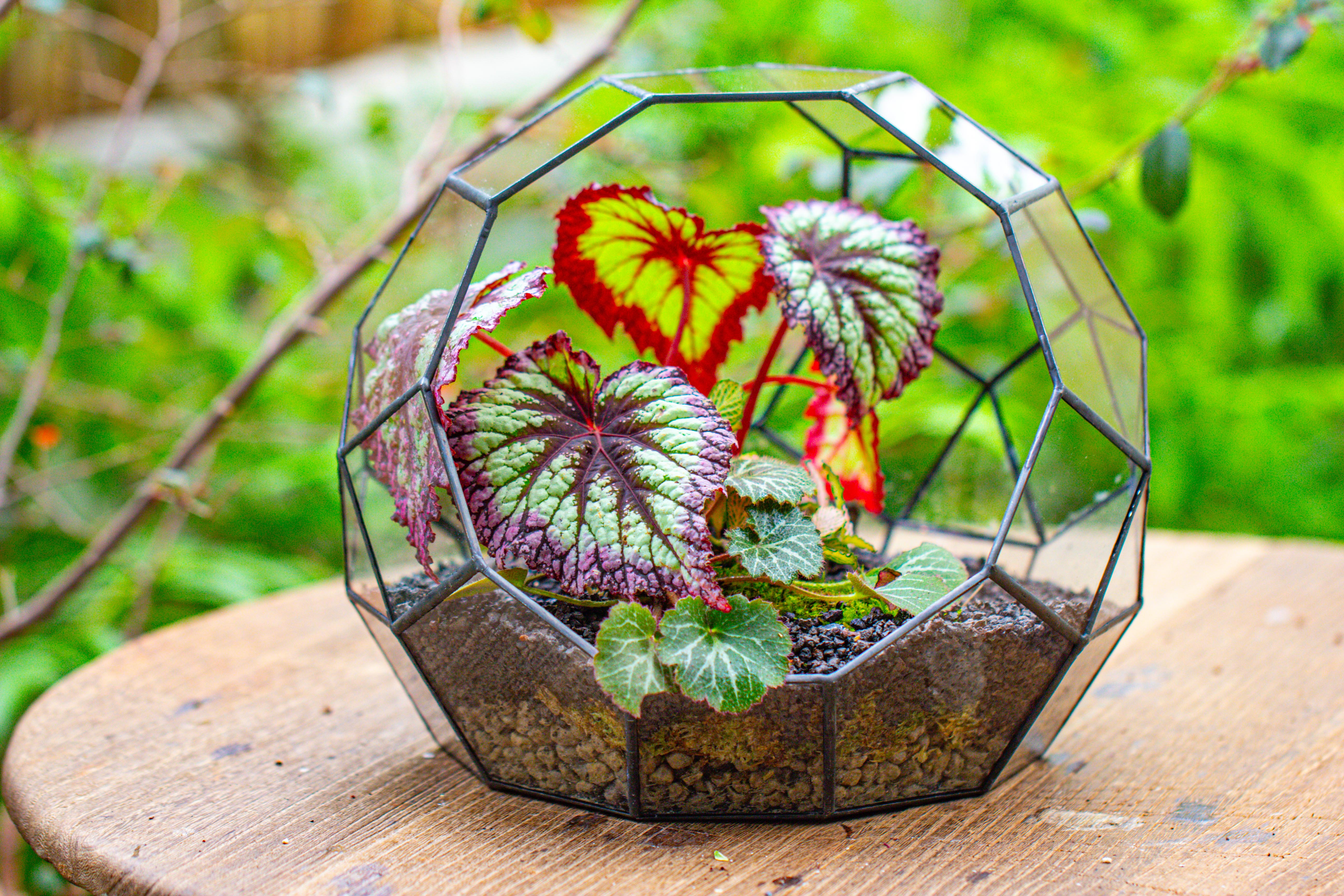 Glass Geometric Moon Terrarium,  Open - NCYPgarden