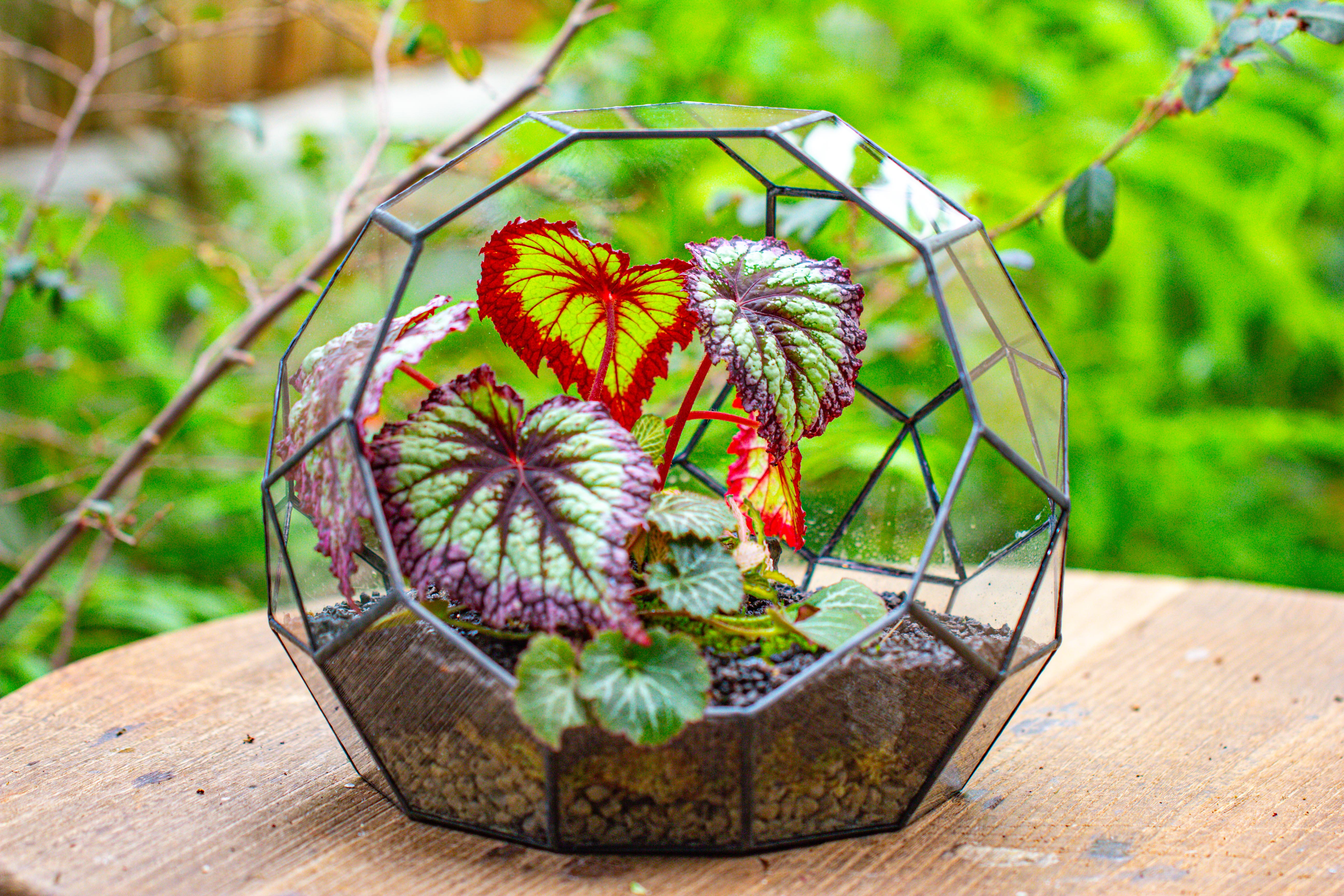 Glass Geometric Moon Terrarium,  Open - NCYPgarden