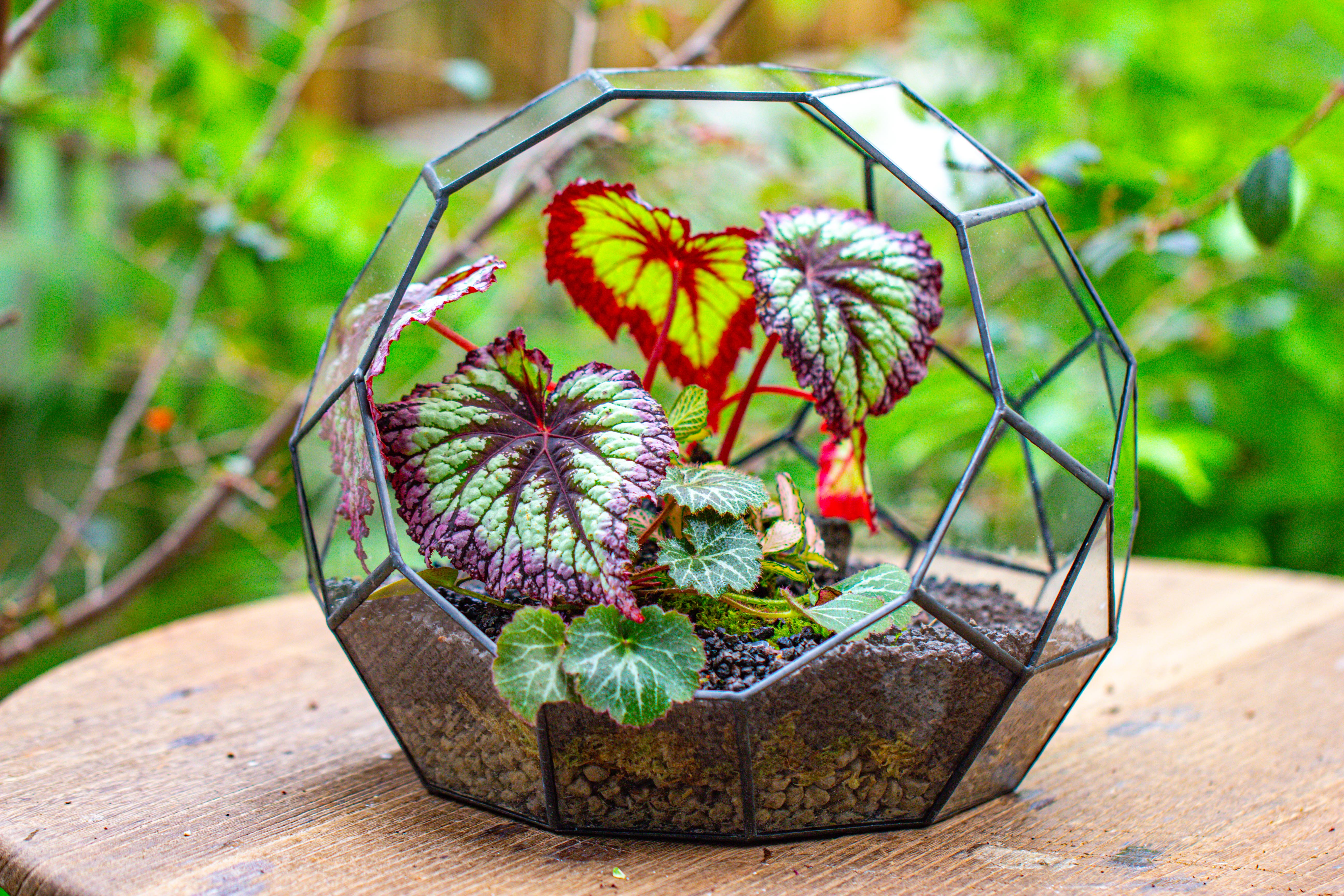 Glass Geometric Moon Terrarium,  Open - NCYPgarden