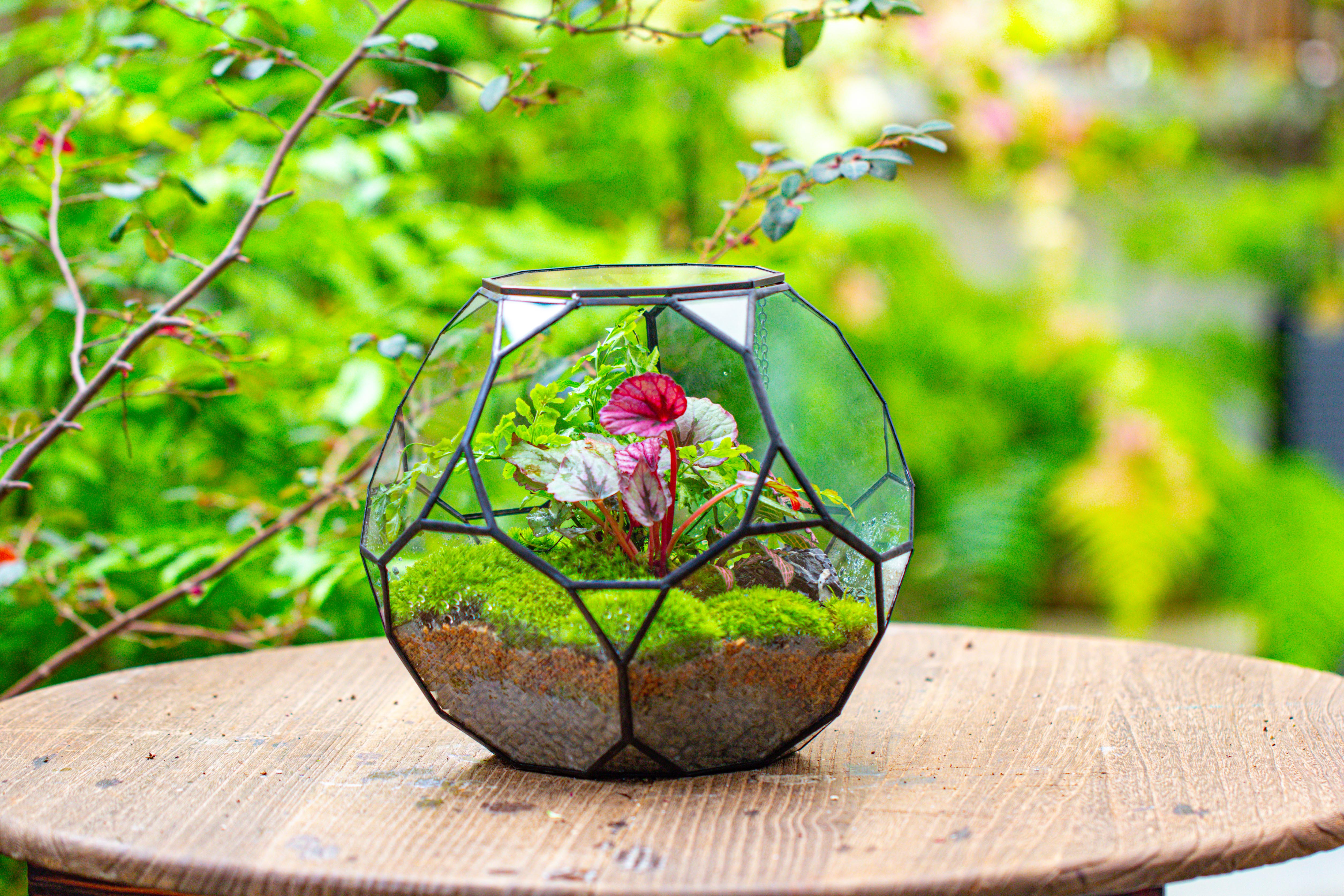 Propagation Station Glass Geometric Terrarium, 32 face , Close, with door, Truncated Dodecahedron - NCYPgarden