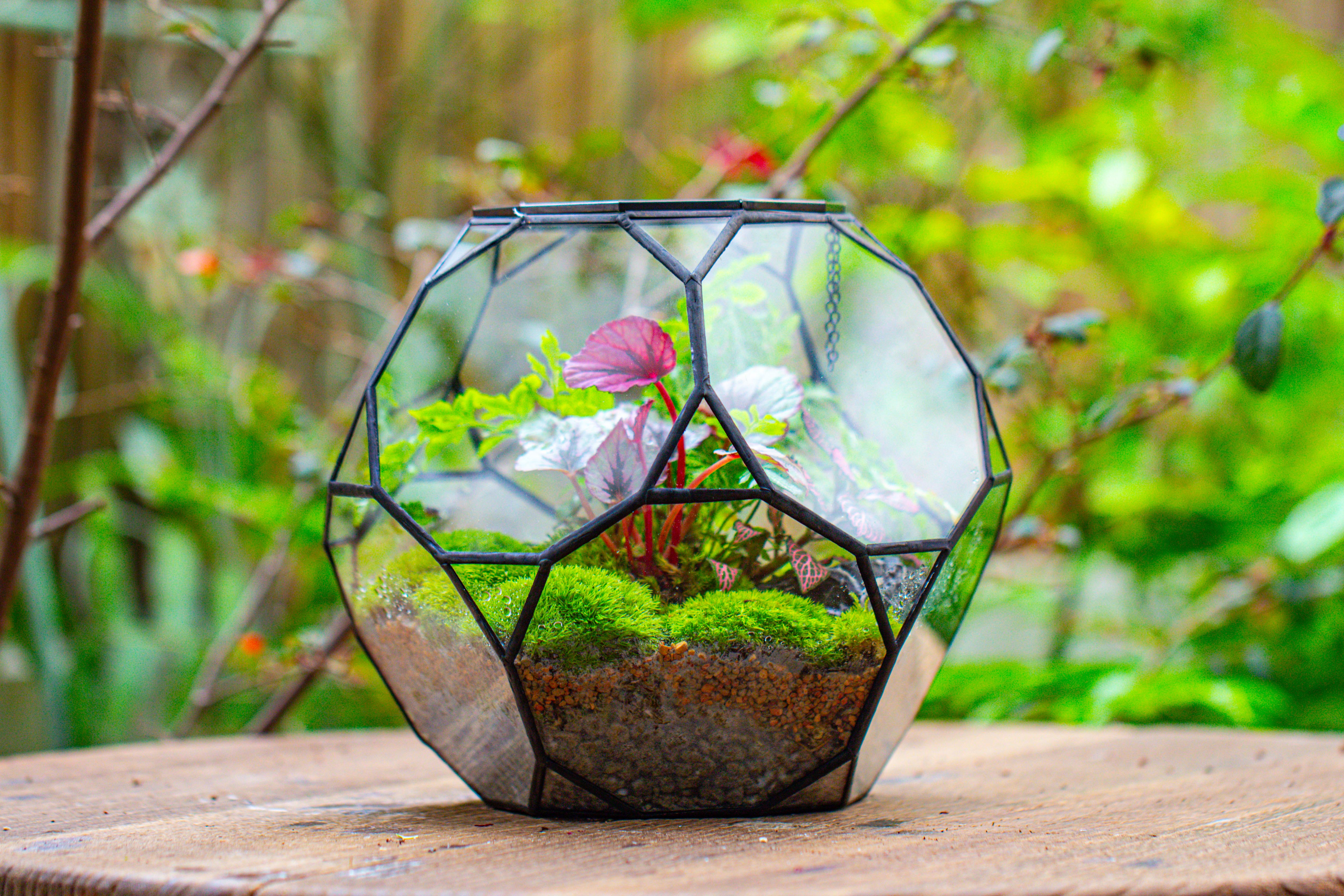Propagation Station Glass Geometric Terrarium, 32 face , Close, with door, Truncated Dodecahedron - NCYPgarden