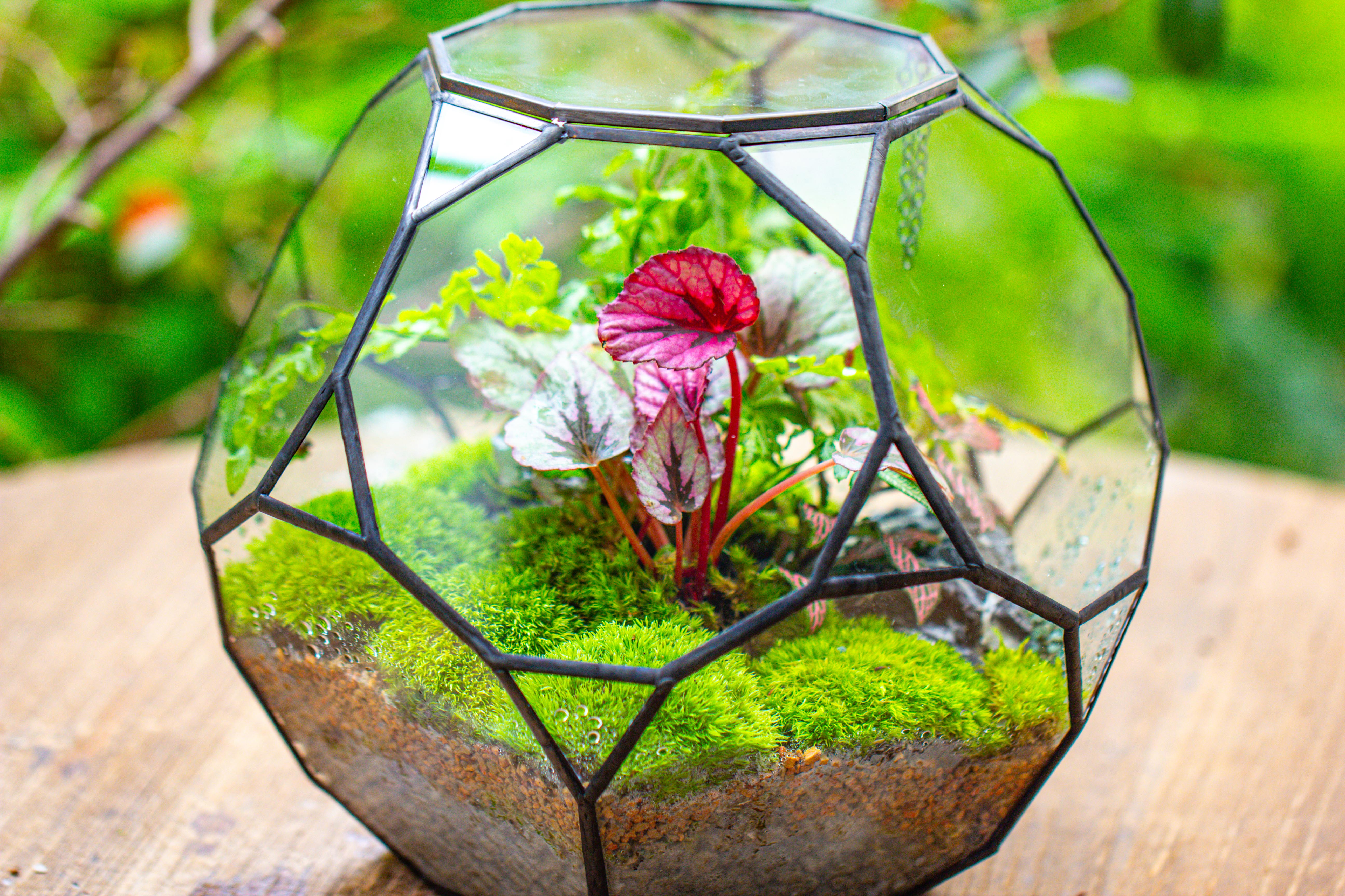 Propagation Station Glass Geometric Terrarium, 32 face , Close, with door, Truncated Dodecahedron - NCYPgarden