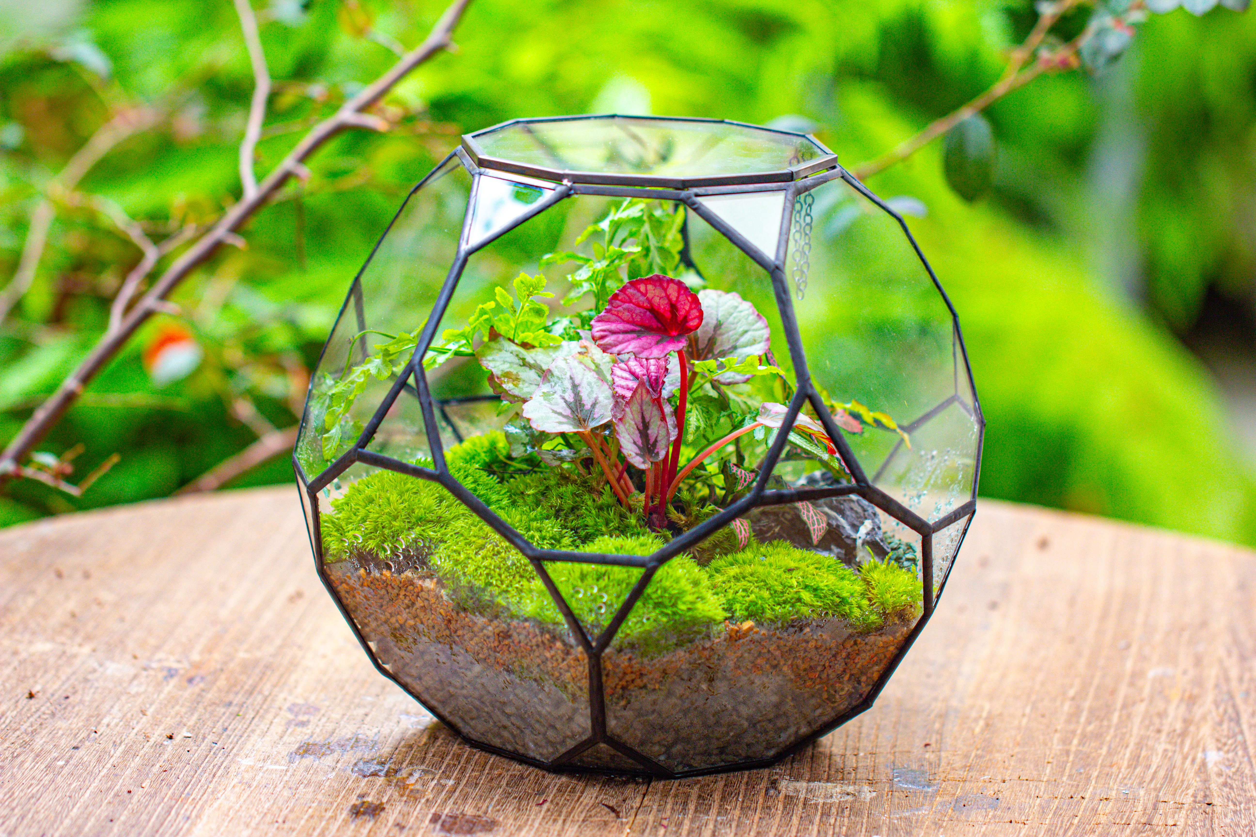 Propagation Station Glass Geometric Terrarium, 32 face , Close, with door, Truncated Dodecahedron - NCYPgarden