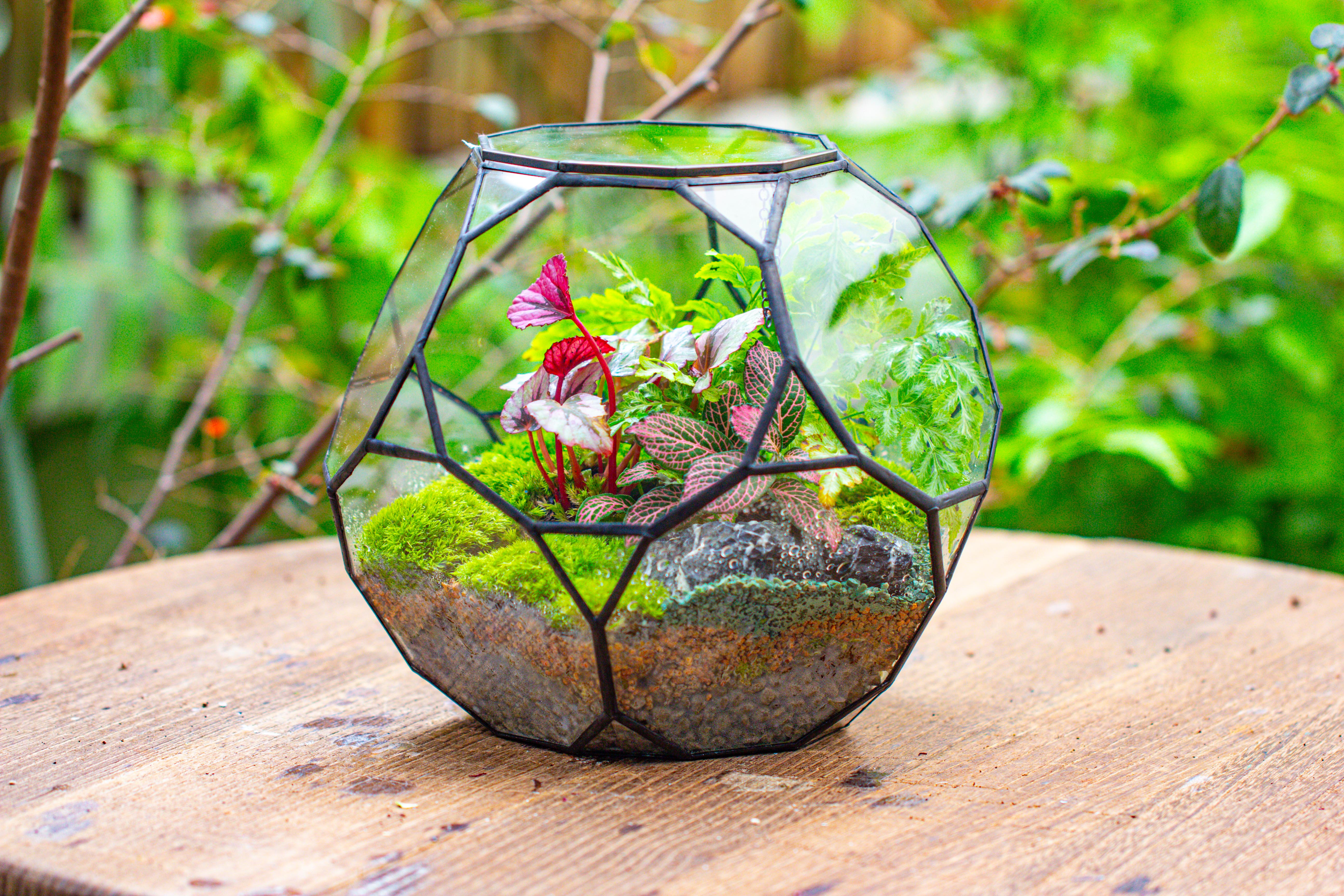 Propagation Station Glass Geometric Terrarium, 32 face , Close, with door, Truncated Dodecahedron - NCYPgarden
