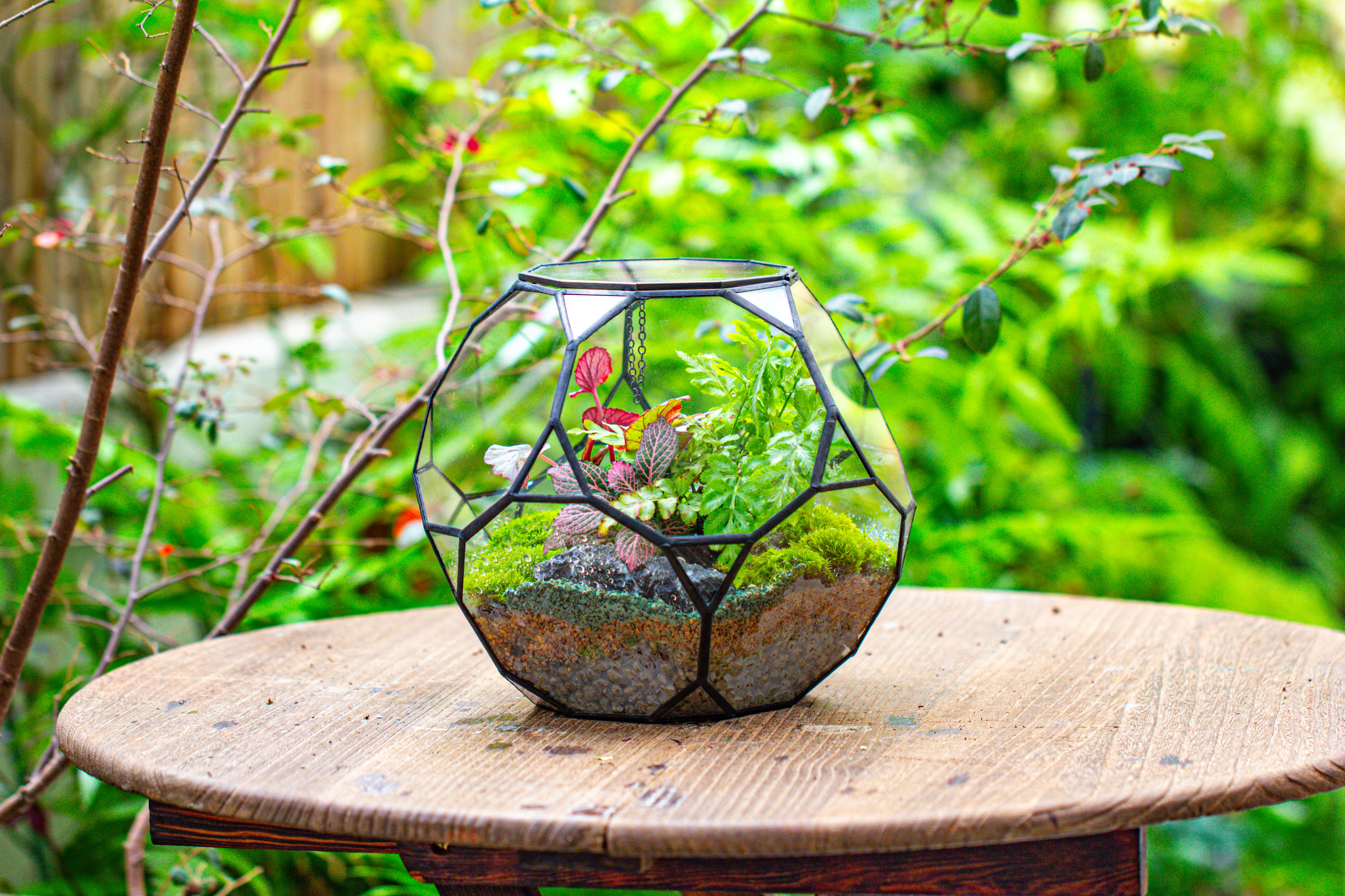 Propagation Station Glass Geometric Terrarium, 32 face , Close, with door, Truncated Dodecahedron - NCYPgarden
