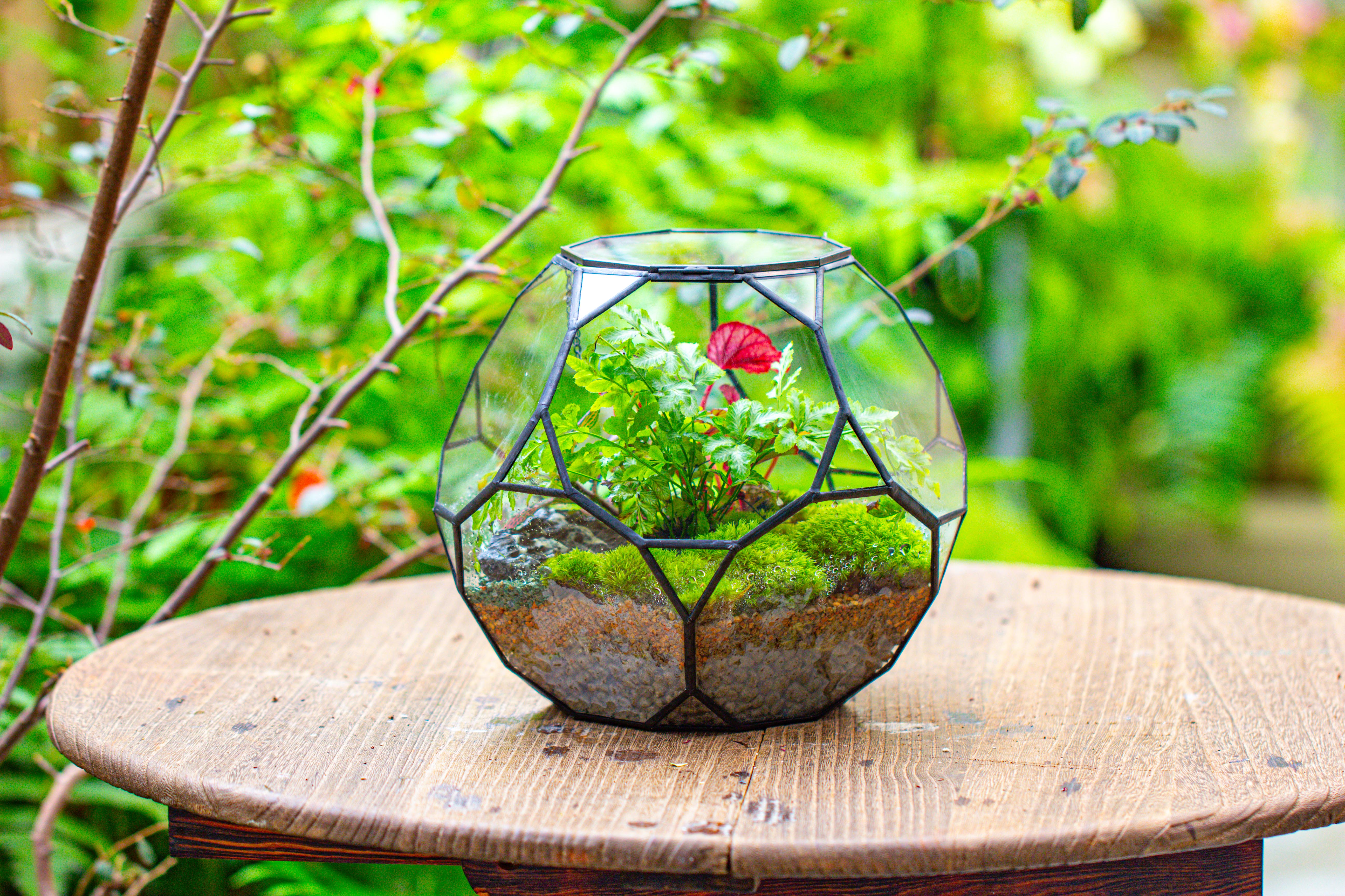 Propagation Station Glass Geometric Terrarium, 32 face , Close, with door, Truncated Dodecahedron - NCYPgarden