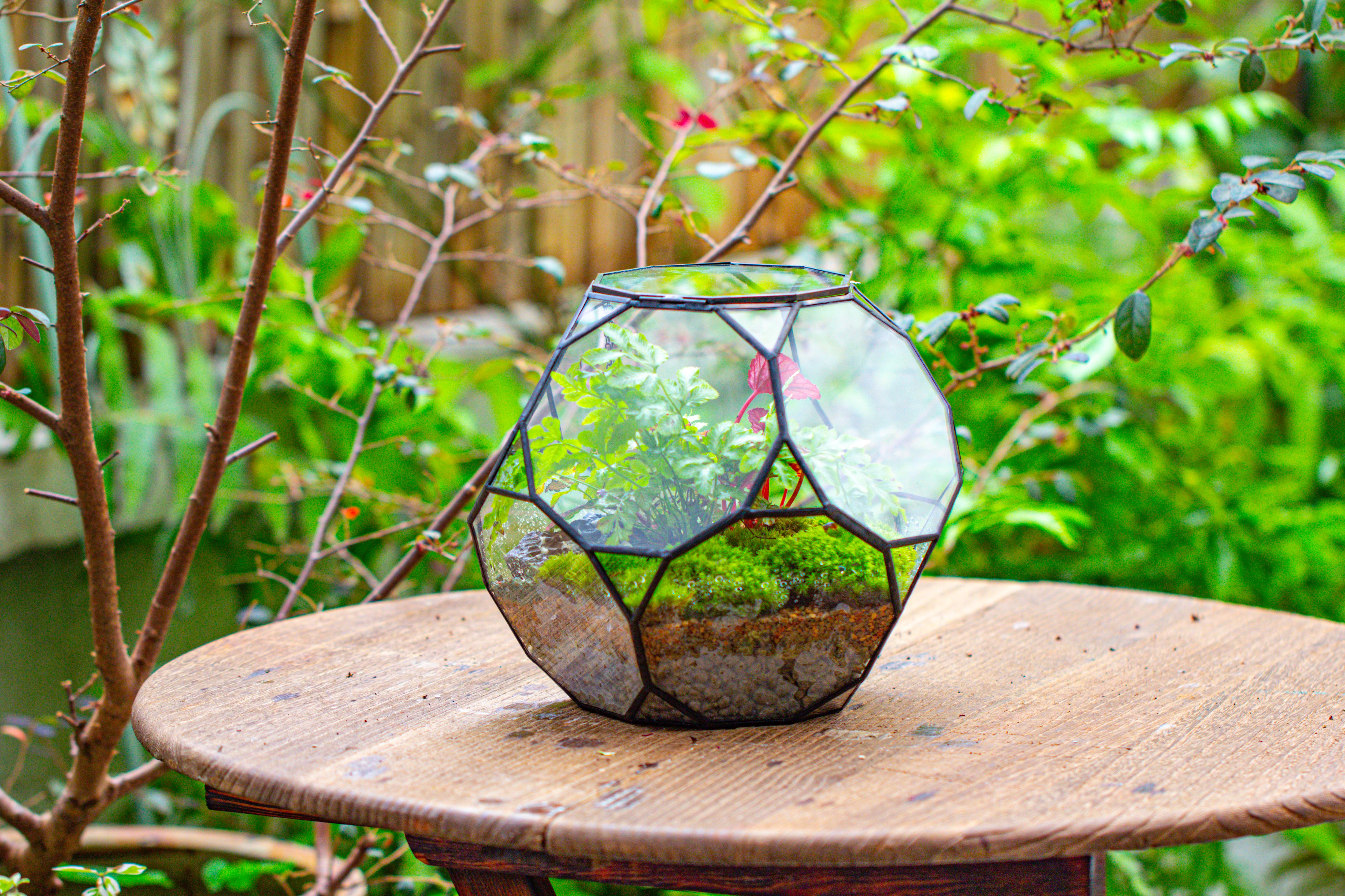Propagation Station Glass Geometric Terrarium, 32 face , Close, with door, Truncated Dodecahedron - NCYPgarden