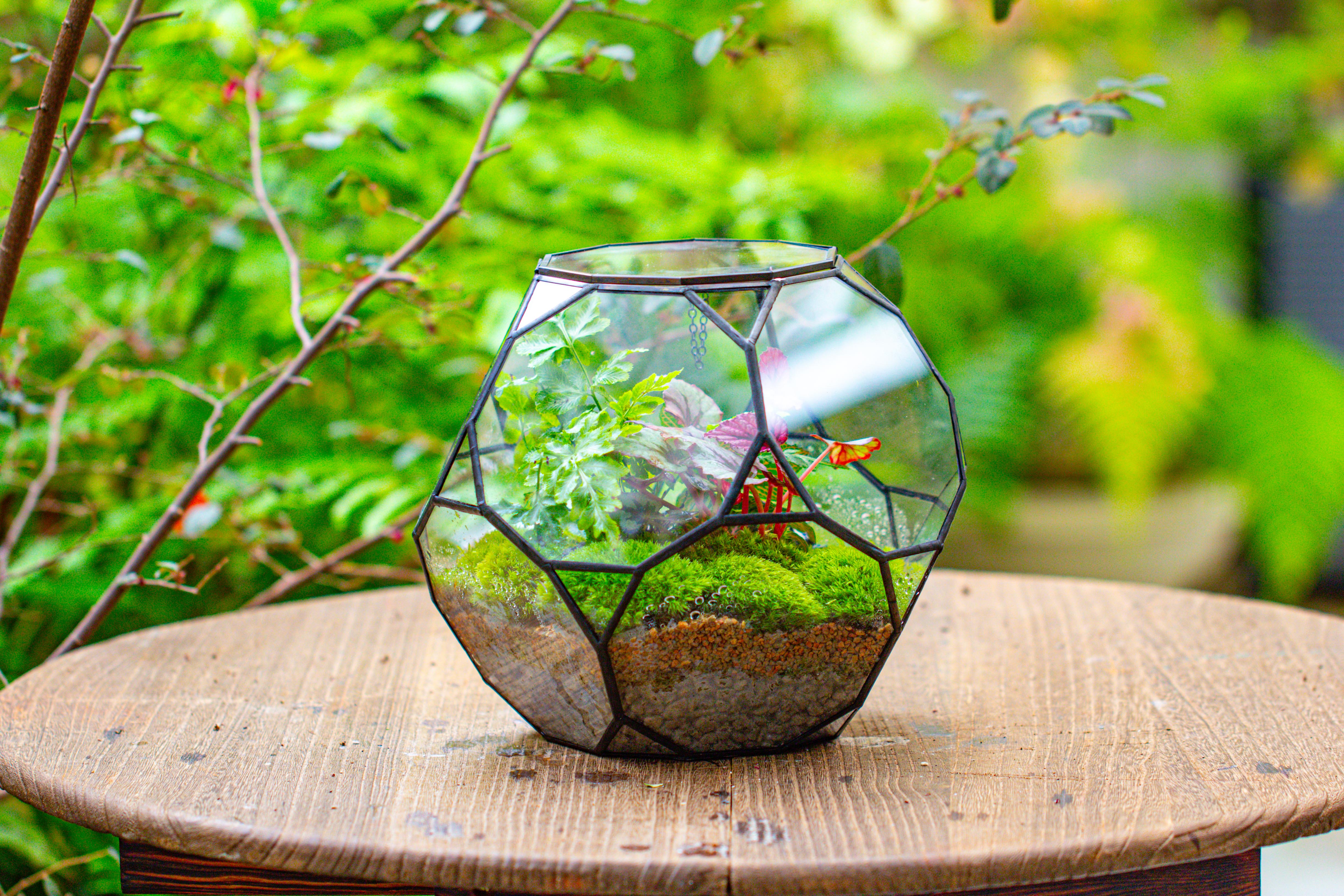 Propagation Station Glass Geometric Terrarium, 32 face , Close, with door, Truncated Dodecahedron - NCYPgarden
