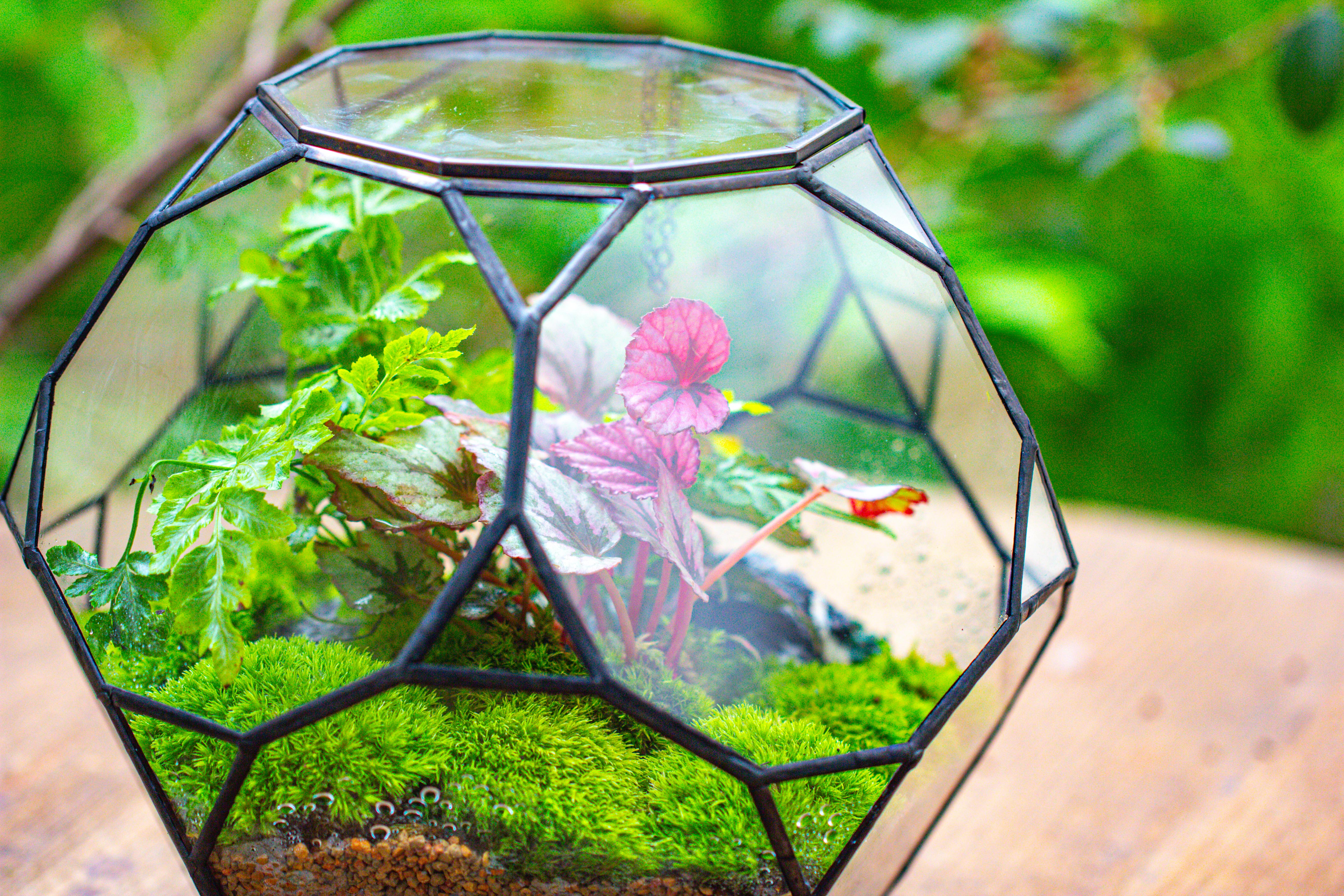 Propagation Station Glass Geometric Terrarium, 32 face , Close, with door, Truncated Dodecahedron - NCYPgarden