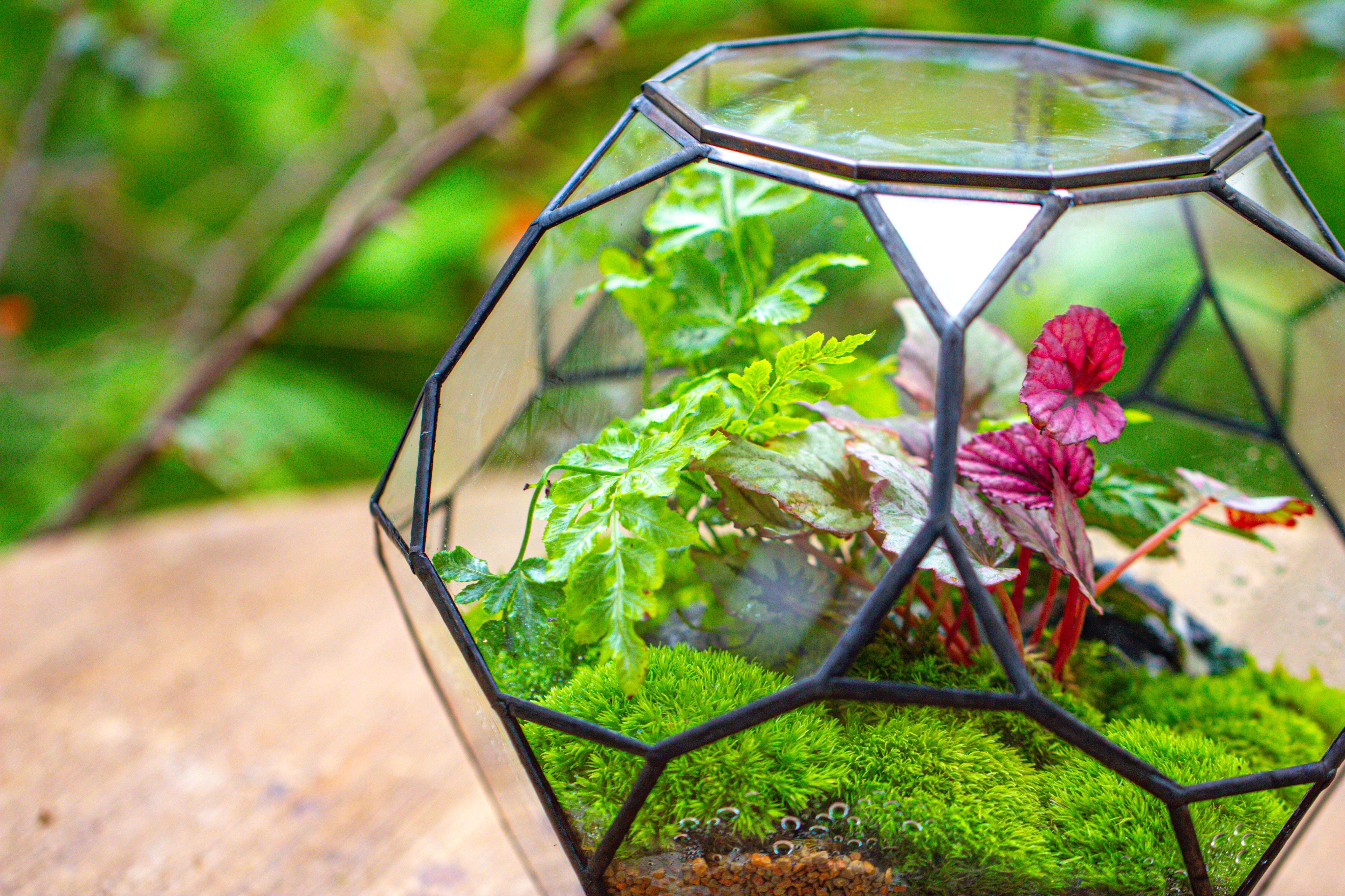 Propagation Station Glass Geometric Terrarium, 32 face , Close, with door, Truncated Dodecahedron - NCYPgarden