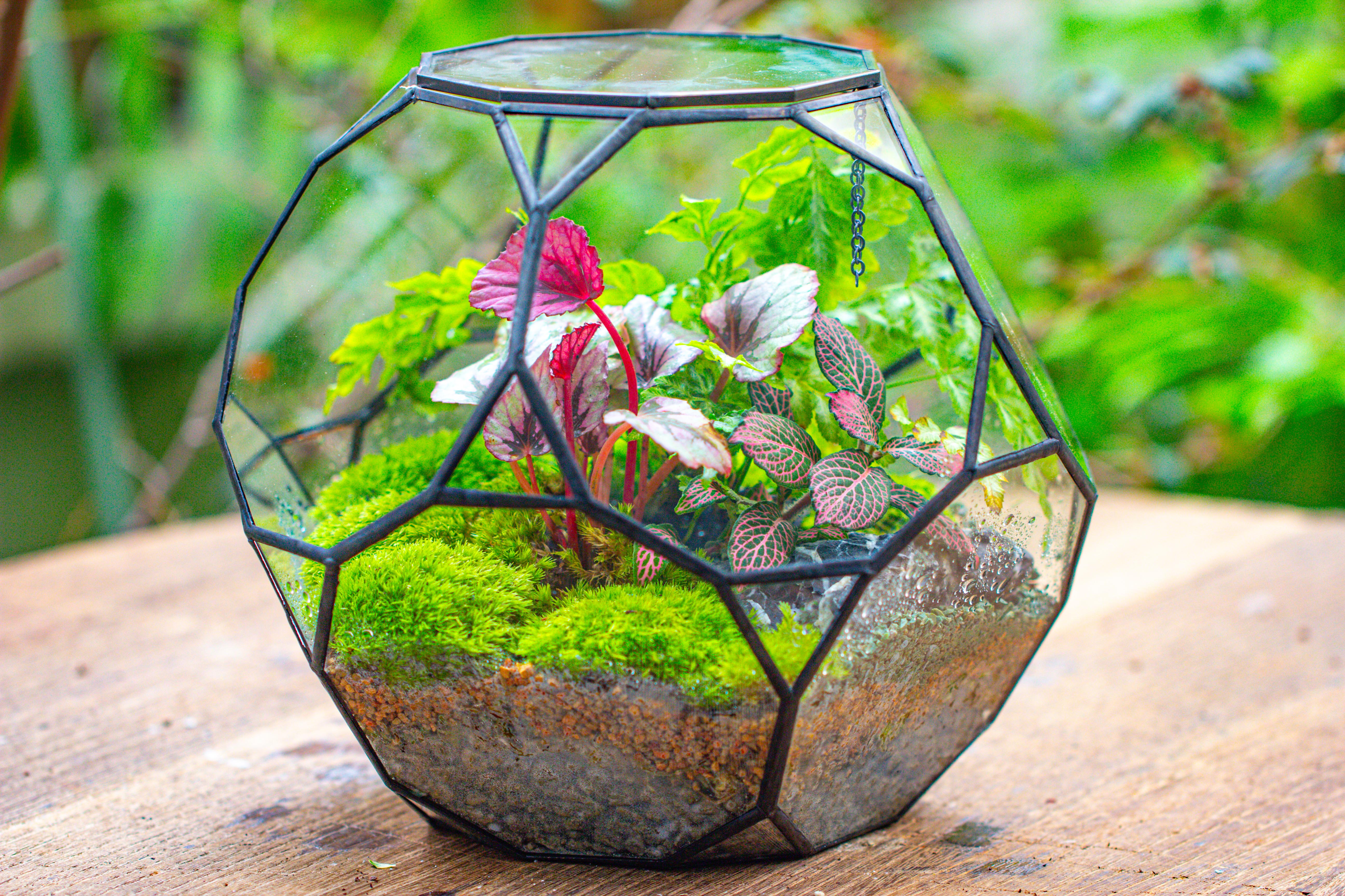 Propagation Station Glass Geometric Terrarium, 32 face , Close, with door, Truncated Dodecahedron - NCYPgarden