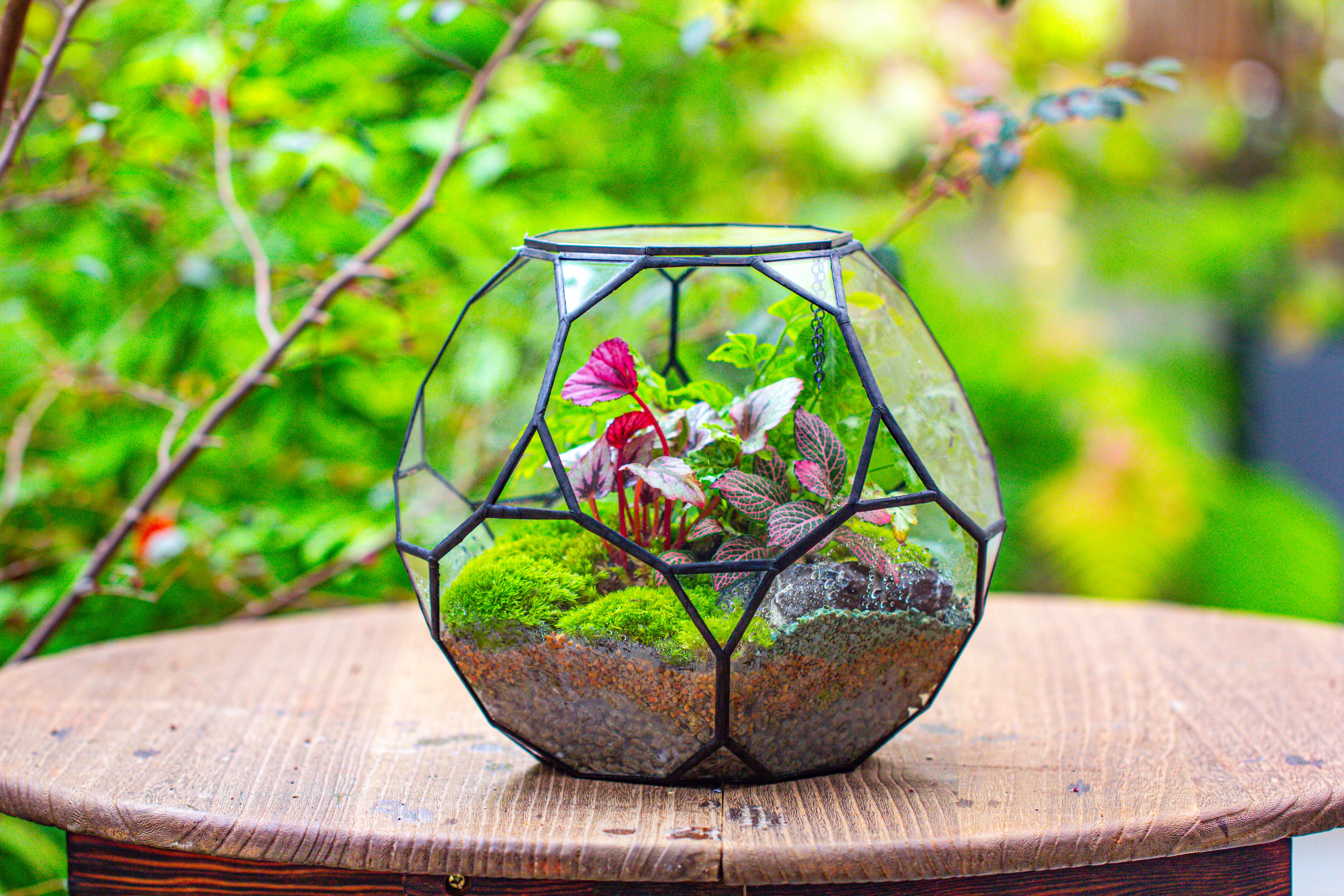 Propagation Station Glass Geometric Terrarium, 32 face , Close, with door, Truncated Dodecahedron - NCYPgarden
