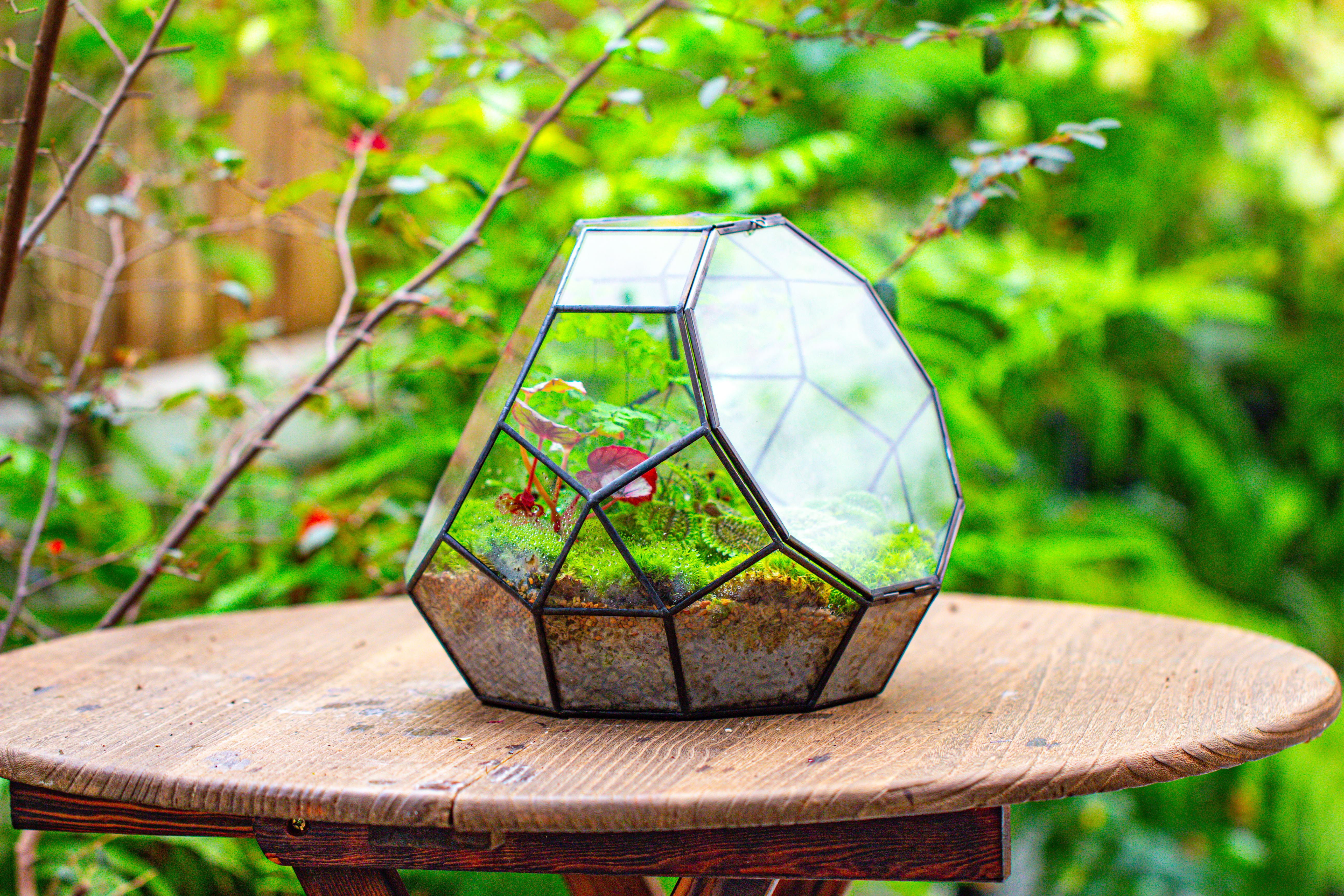 Propagation Station Glass Geometric Moon Terrarium,  Close, with door - NCYPgarden