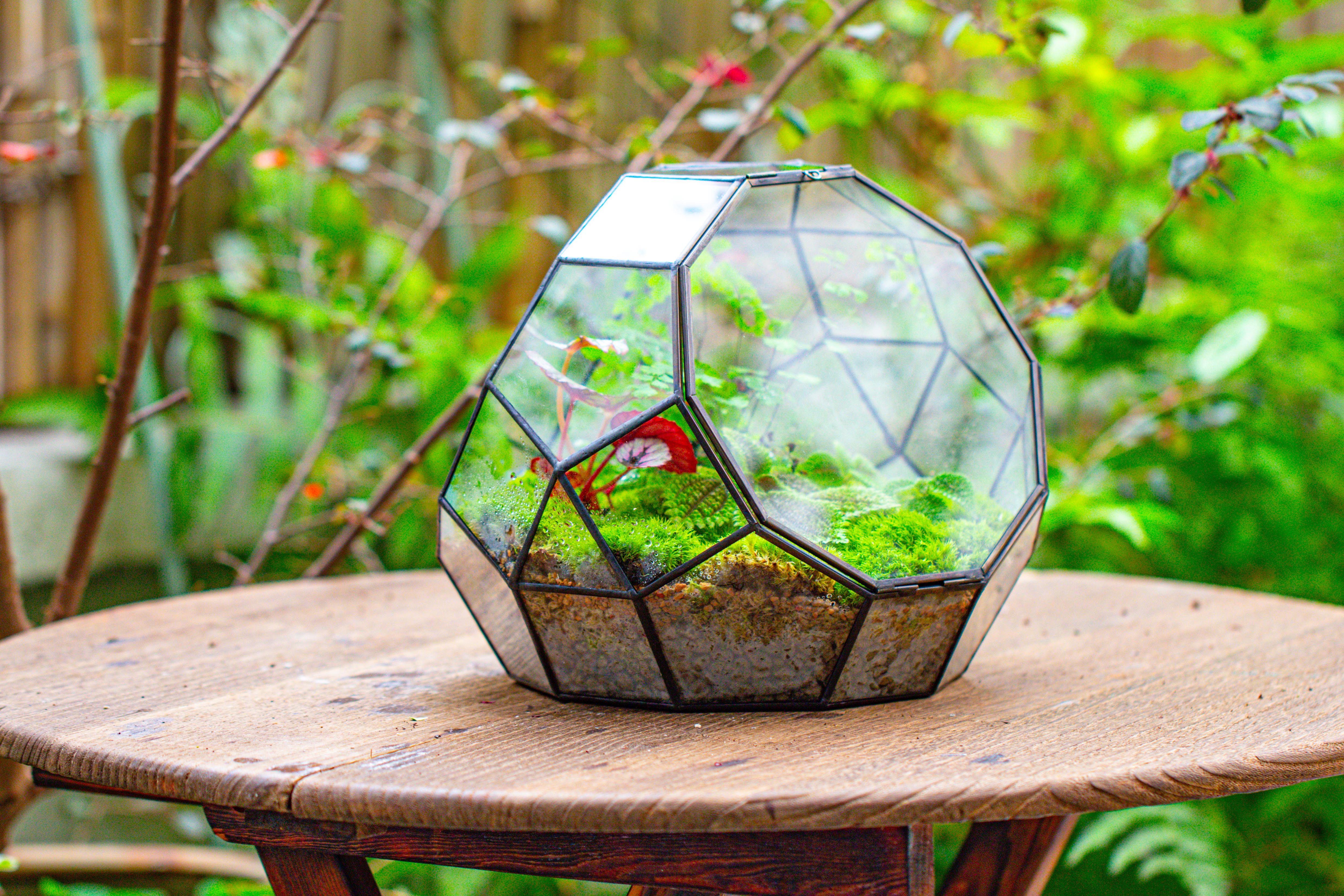 Propagation Station Glass Geometric Moon Terrarium,  Close, with door - NCYPgarden
