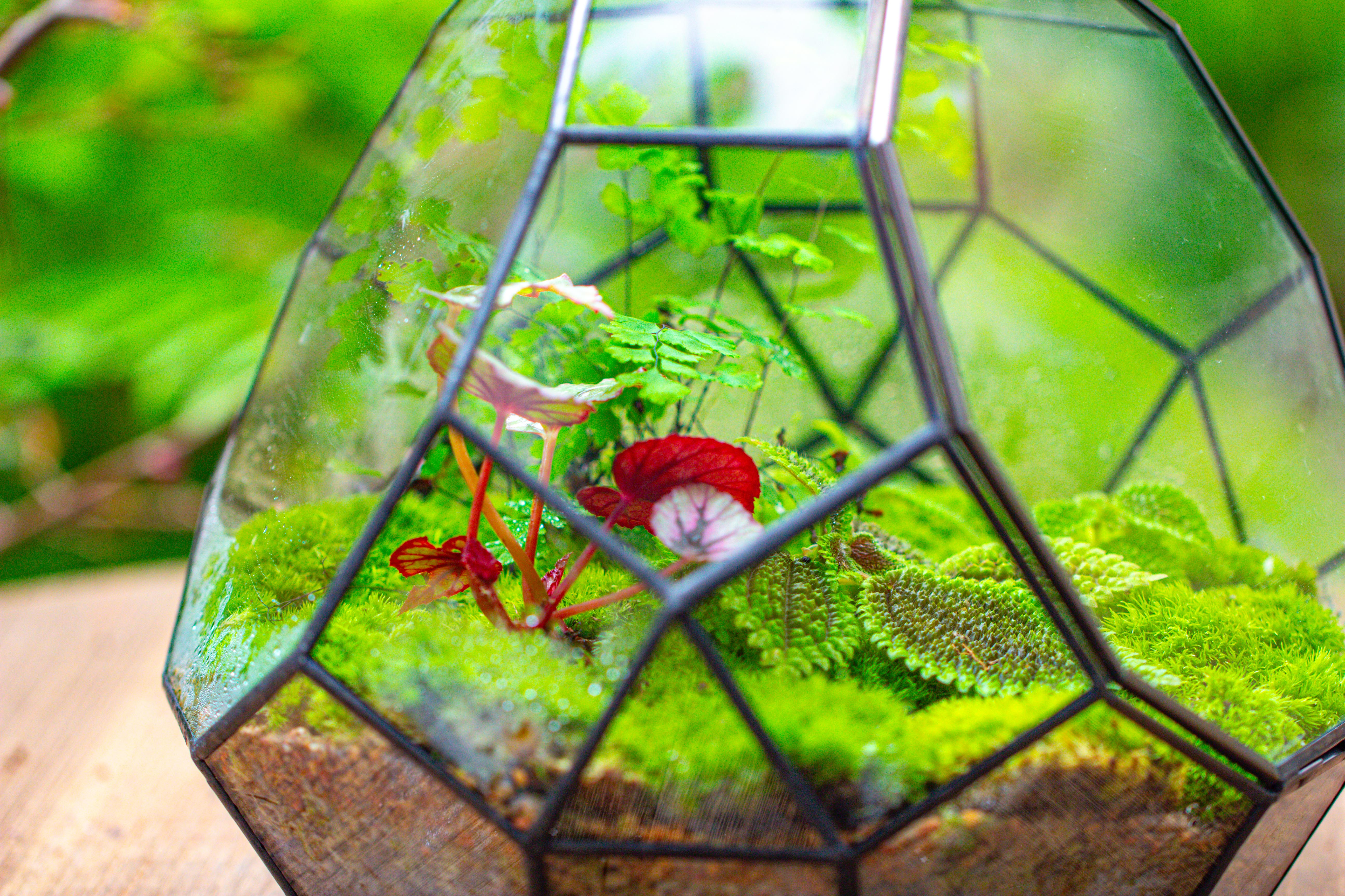 Propagation Station Glass Geometric Moon Terrarium,  Close, with door - NCYPgarden