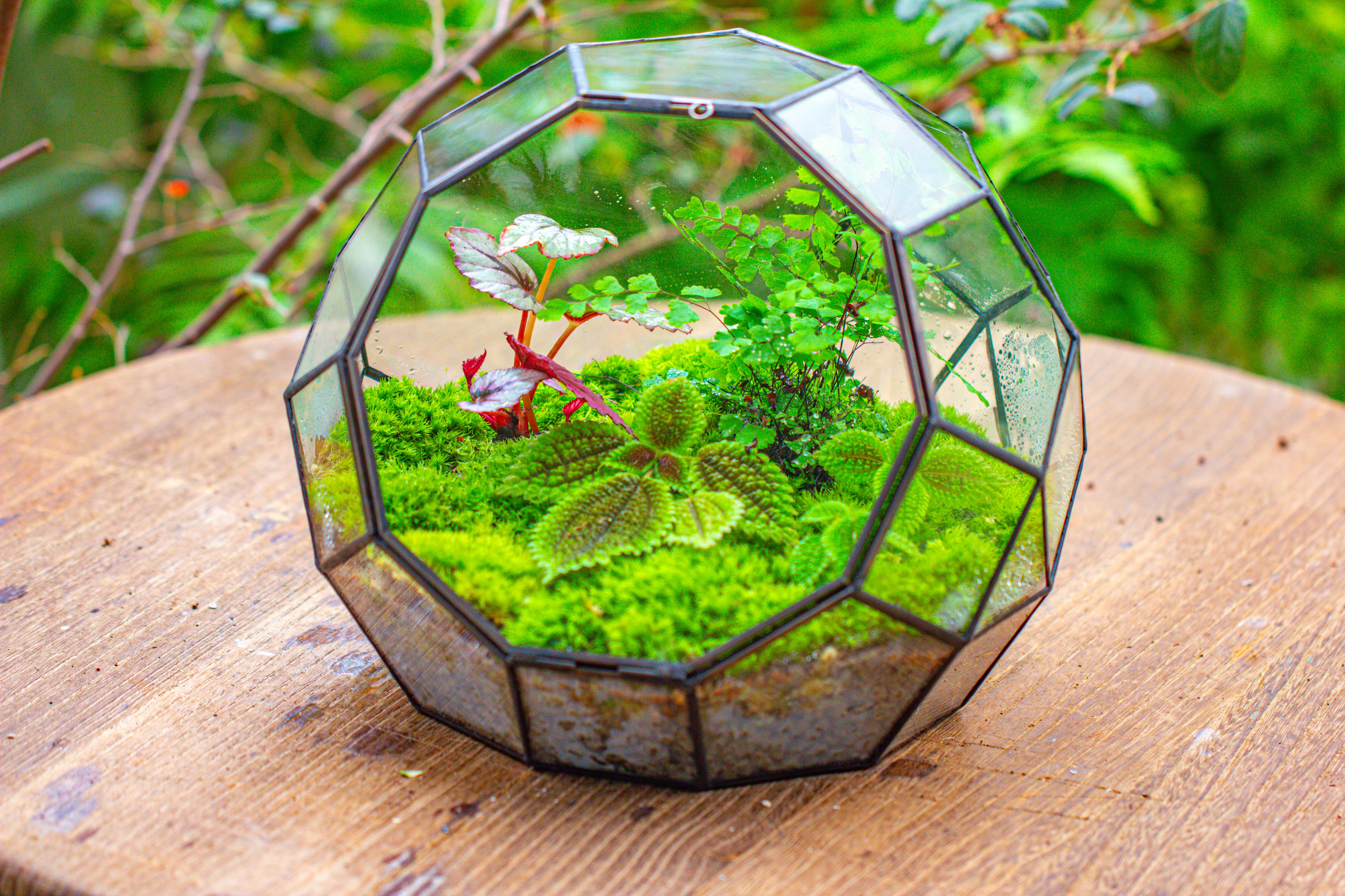 Propagation Station Glass Geometric Moon Terrarium,  Close, with door - NCYPgarden