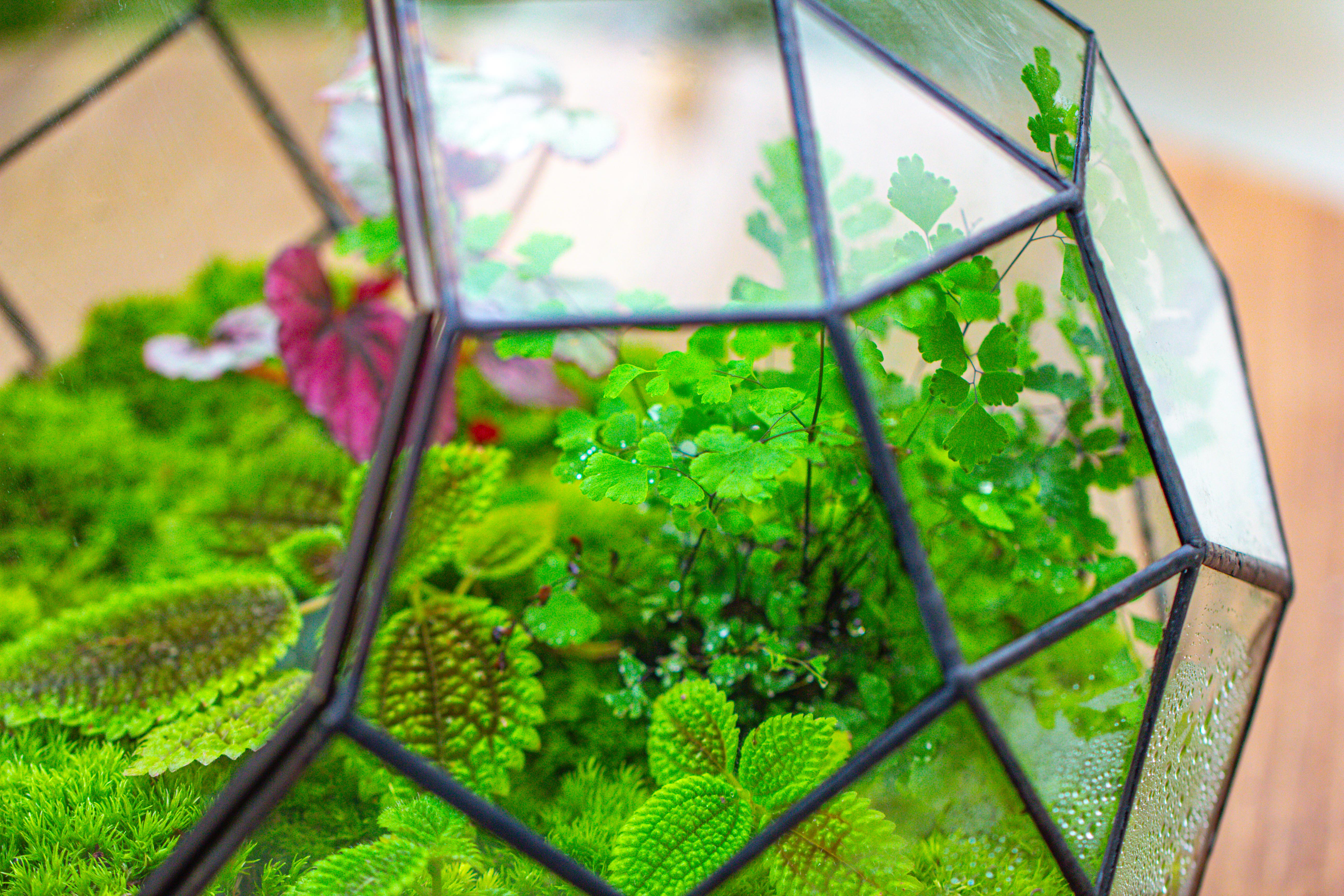 Propagation Station Glass Geometric Moon Terrarium,  Close, with door - NCYPgarden