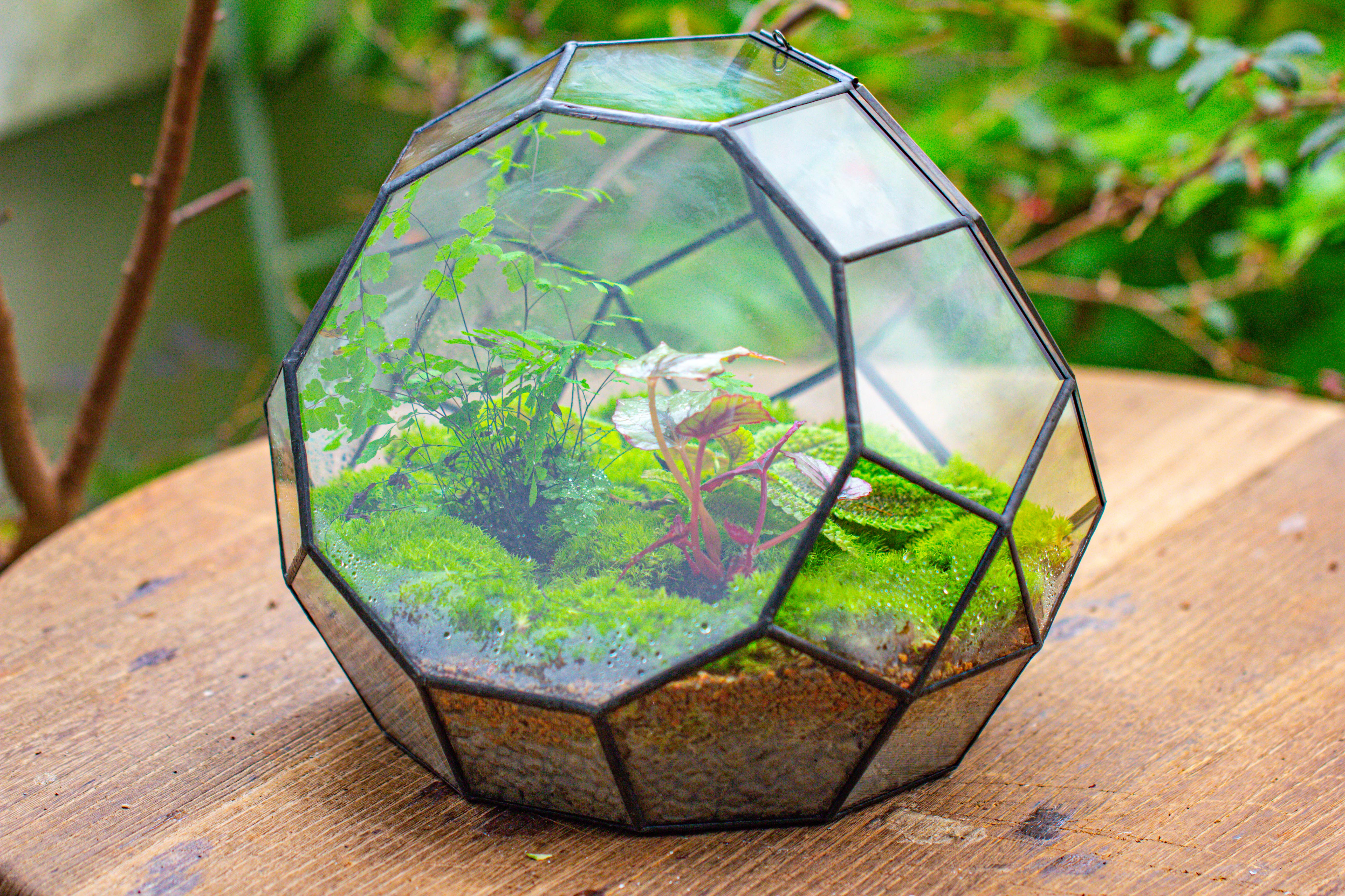 Propagation Station Glass Geometric Moon Terrarium,  Close, with door - NCYPgarden