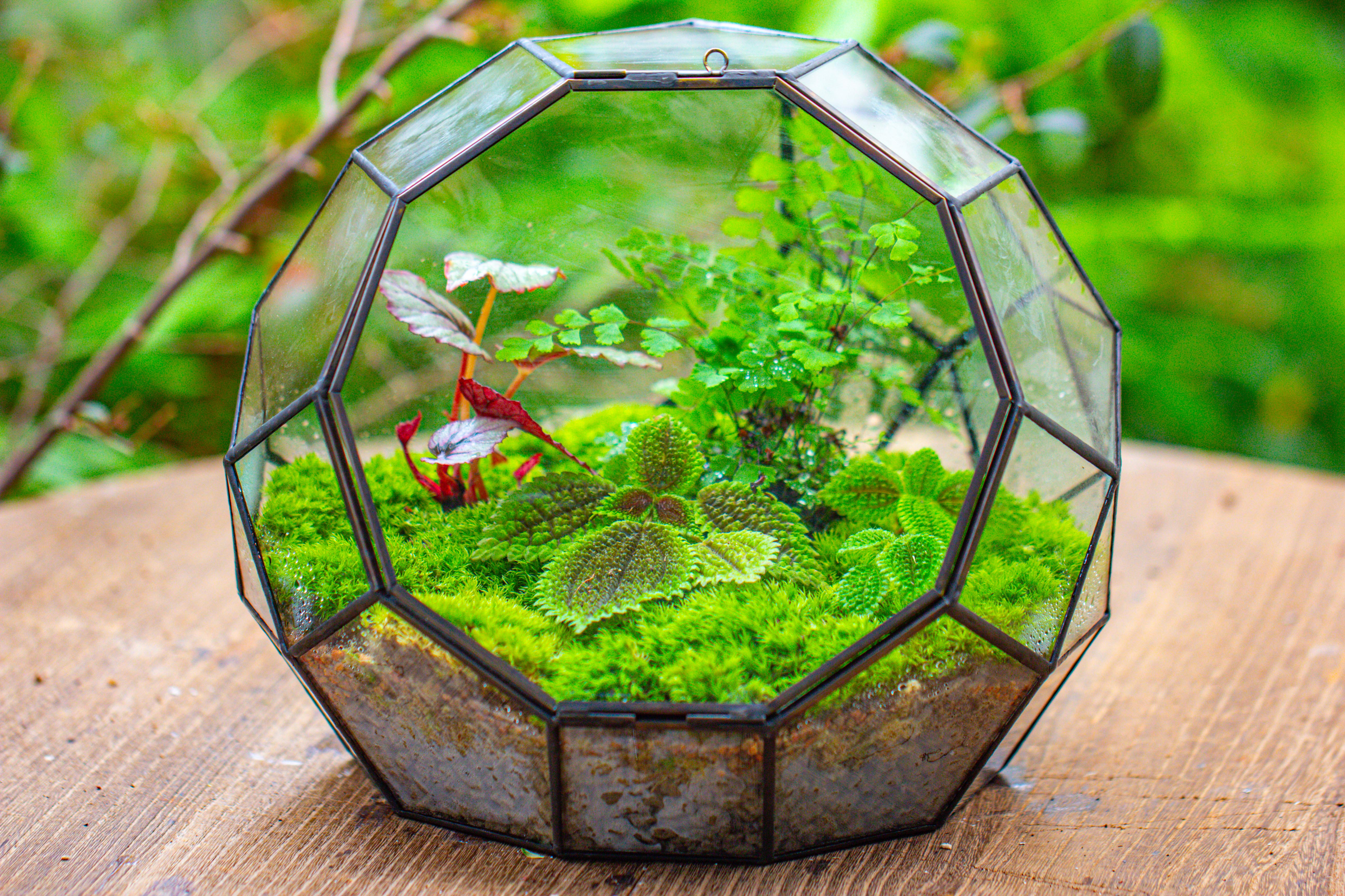 Propagation Station Glass Geometric Moon Terrarium,  Close, with door - NCYPgarden