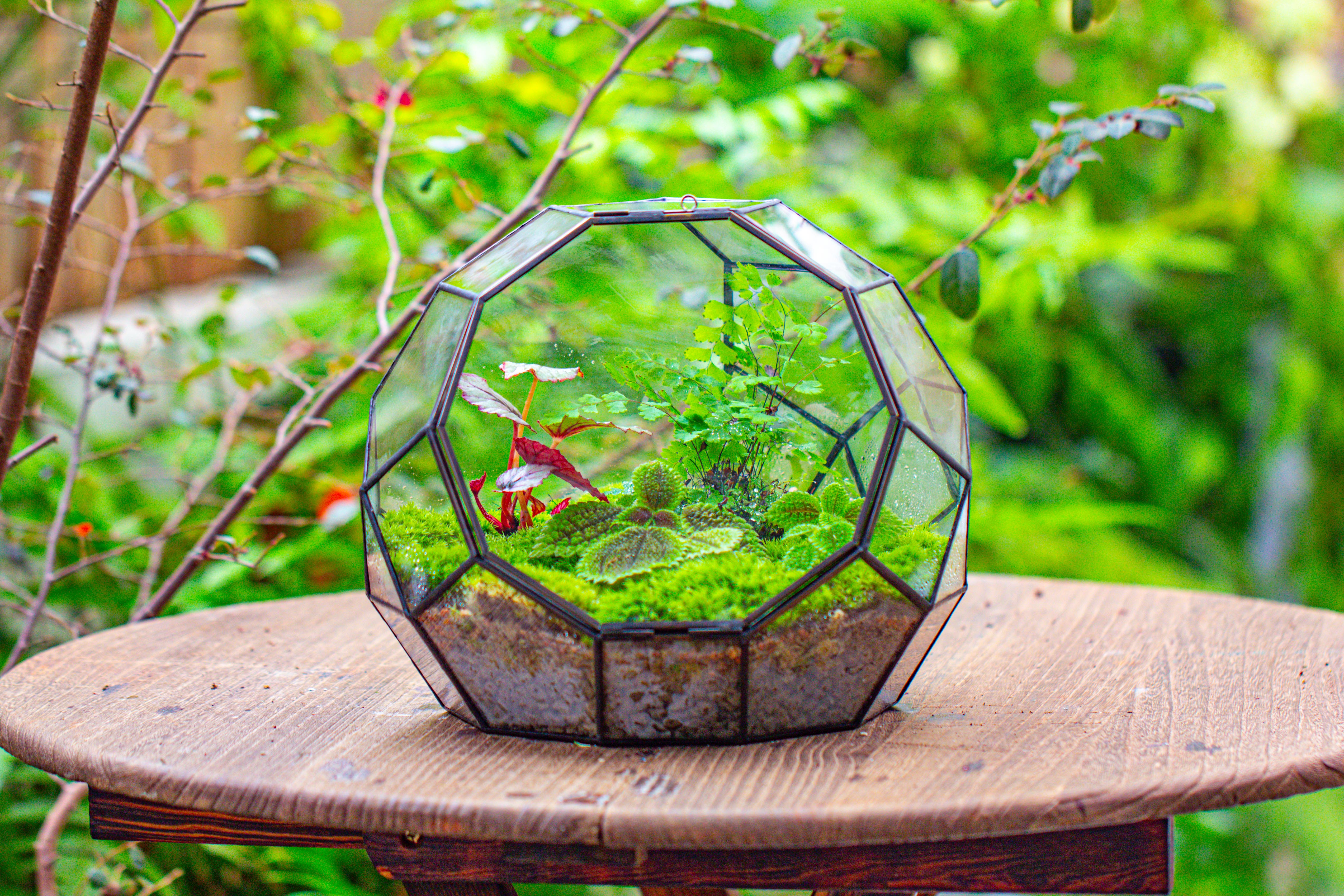 Propagation Station Glass Geometric Moon Terrarium,  Close, with door - NCYPgarden