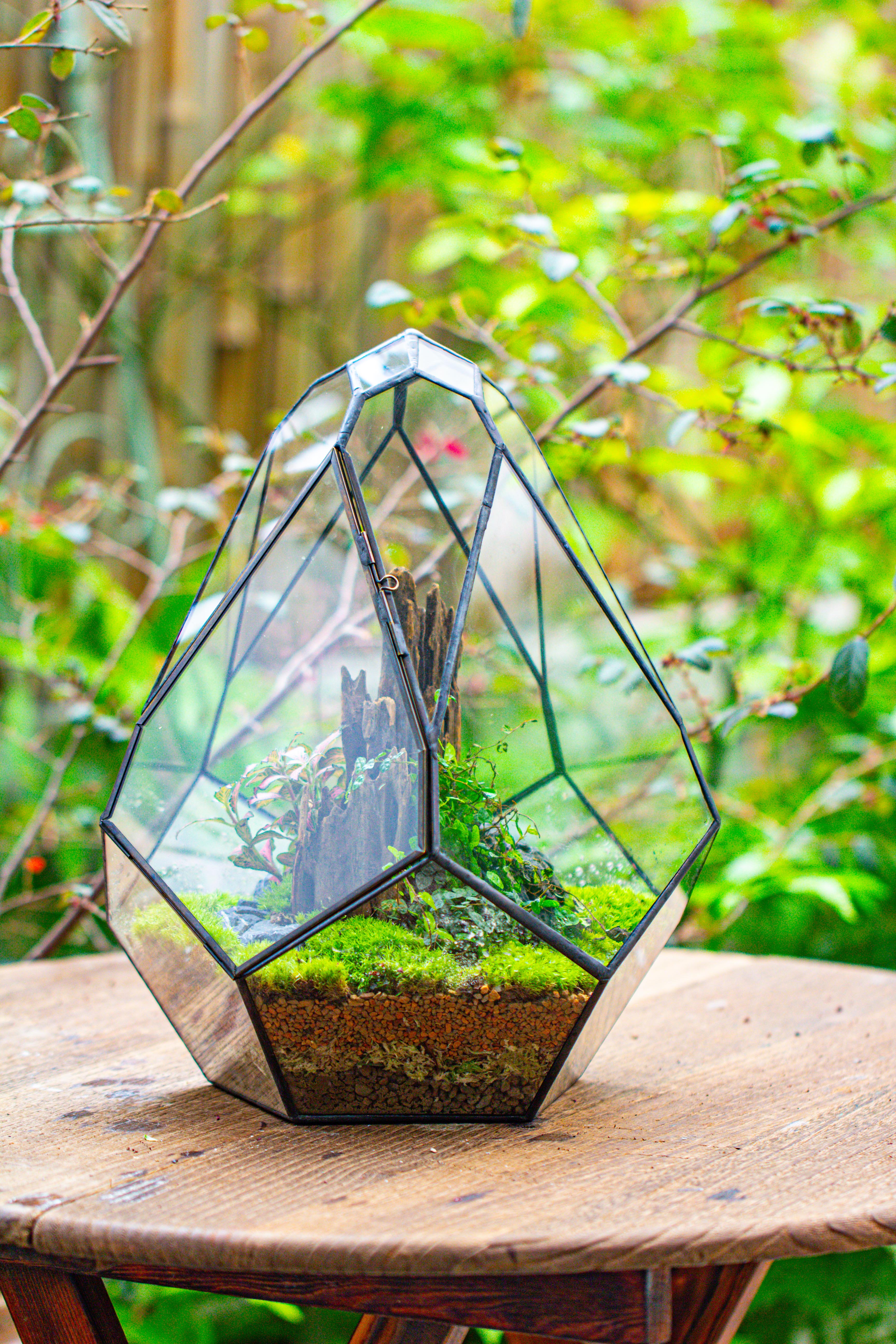 Propagation Station 13" Large Teardrop Geometric Terrarium, Close, with door - NCYPgarden