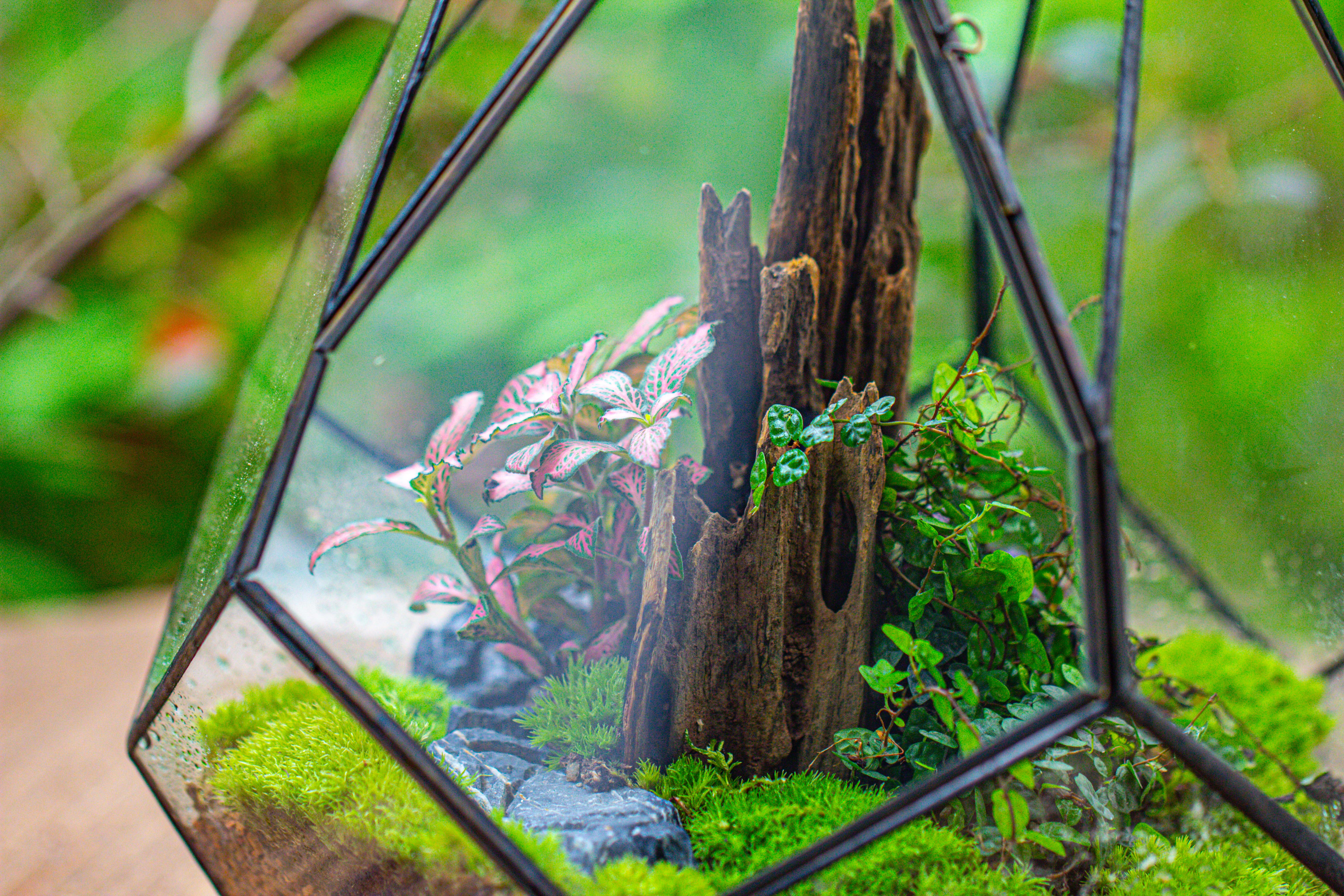 Propagation Station 13" Large Teardrop Geometric Terrarium, Close, with door - NCYPgarden