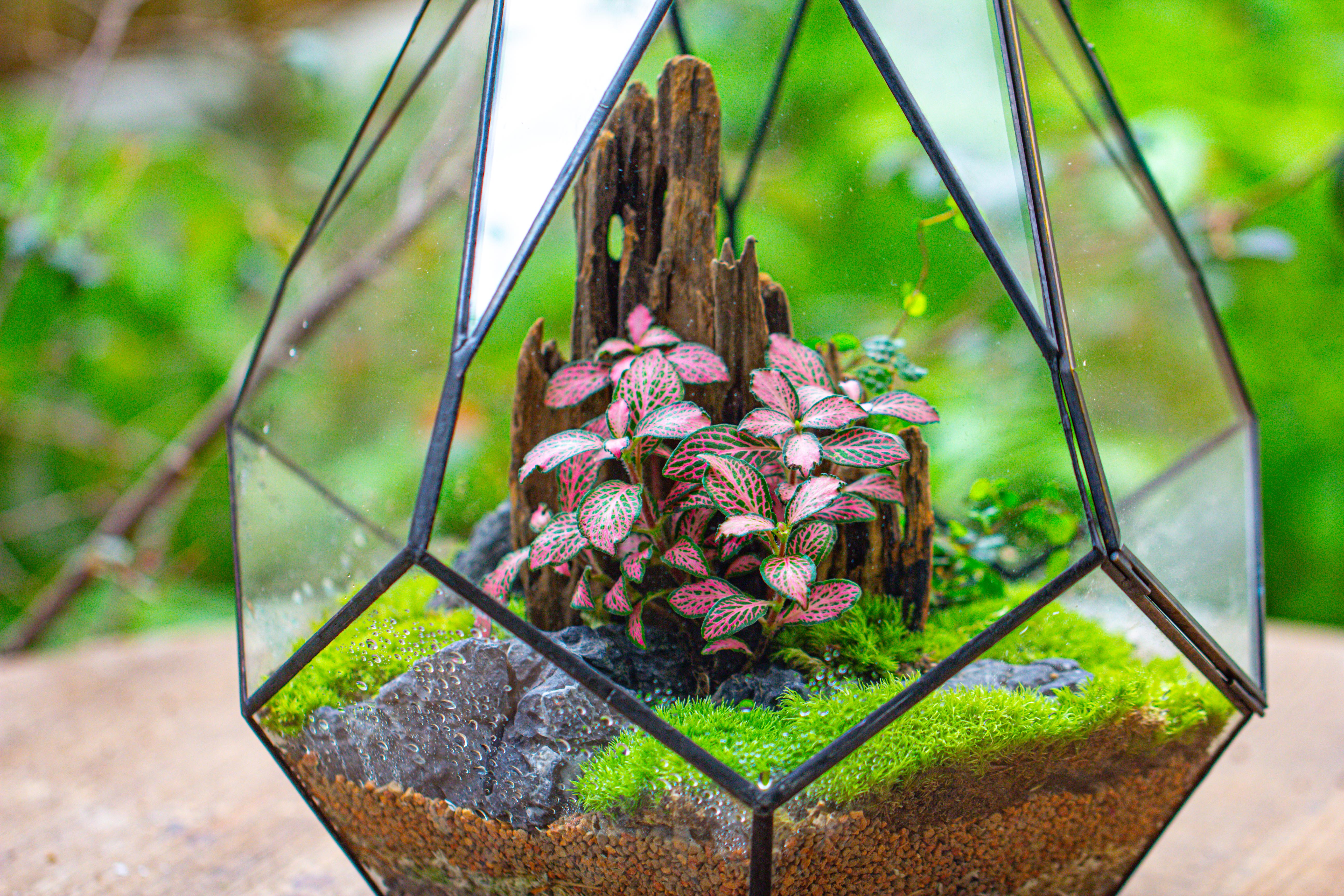 Propagation Station 13" Large Teardrop Geometric Terrarium, Close, with door - NCYPgarden