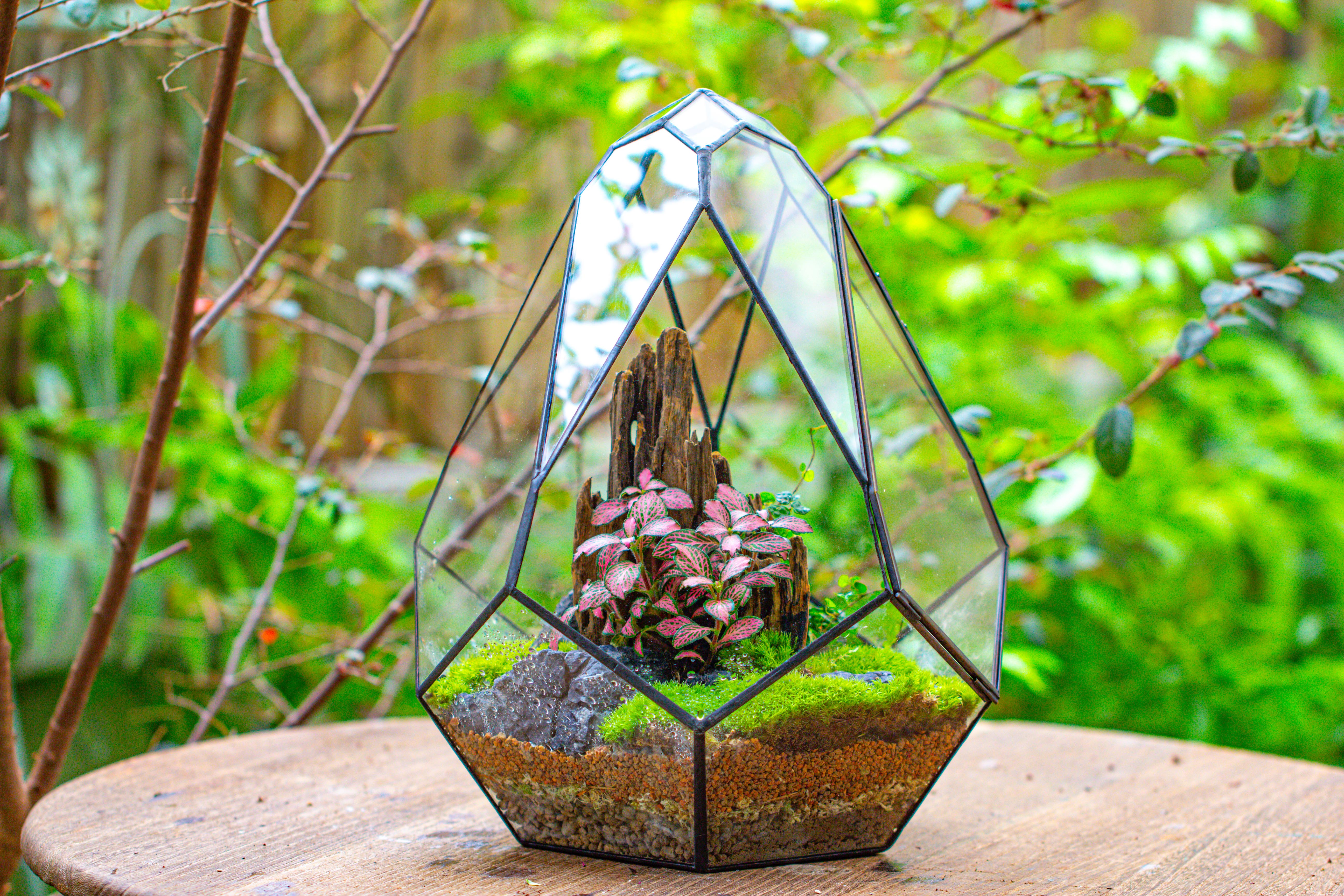 Propagation Station 13" Large Teardrop Geometric Terrarium, Close, with door - NCYPgarden