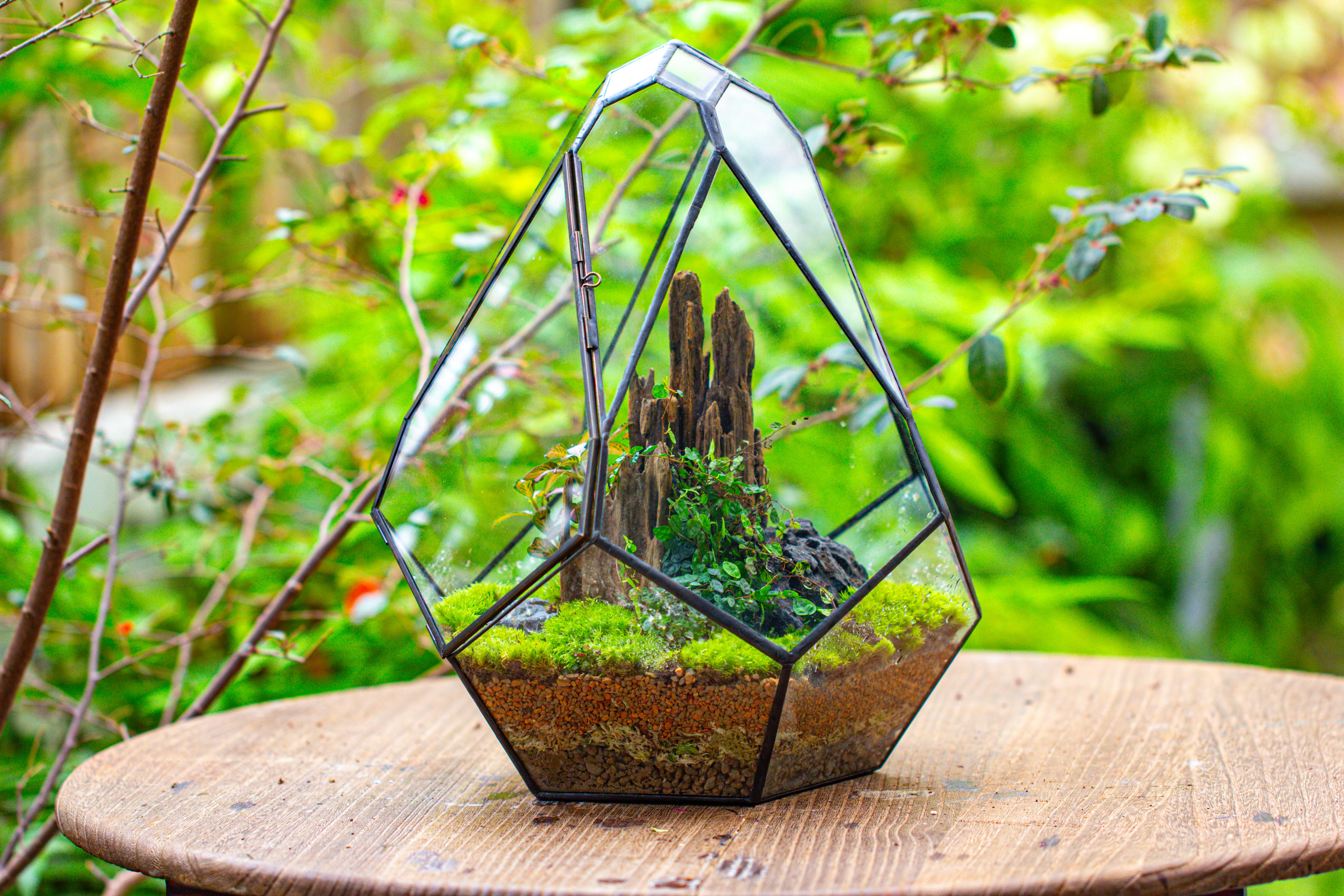Propagation Station 13" Large Teardrop Geometric Terrarium, Close, with door - NCYPgarden